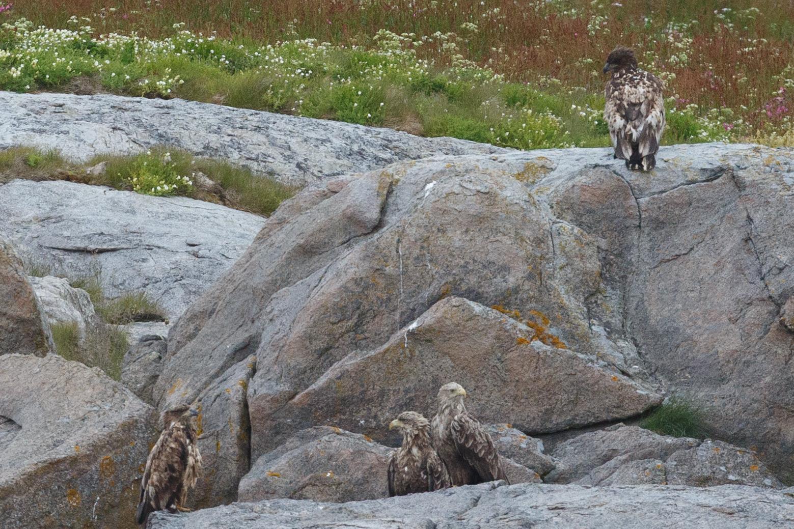 Zwei Seeadler mit zwei Jungtieren