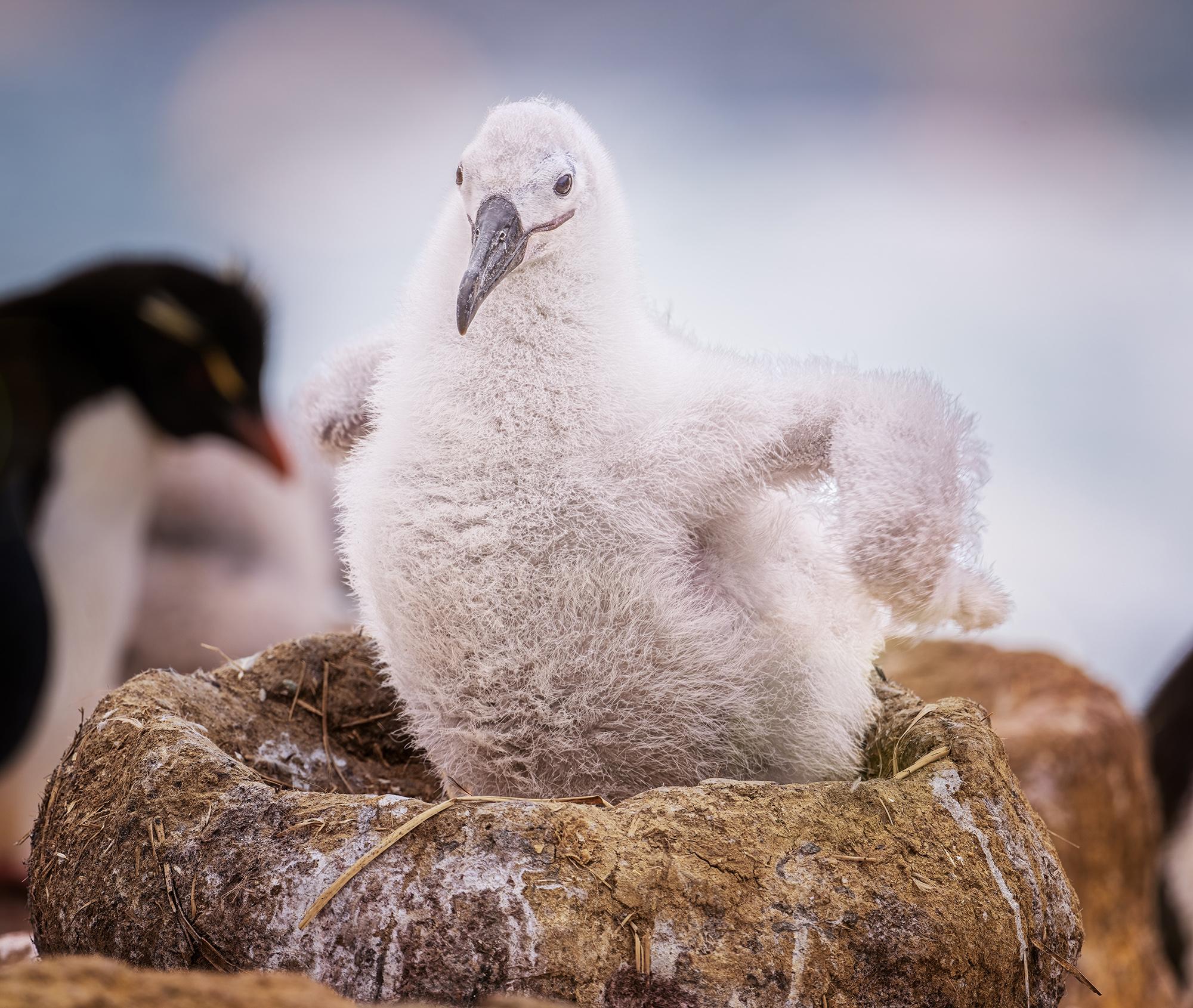 Fluffy albatross chick stretchings its tiny wings