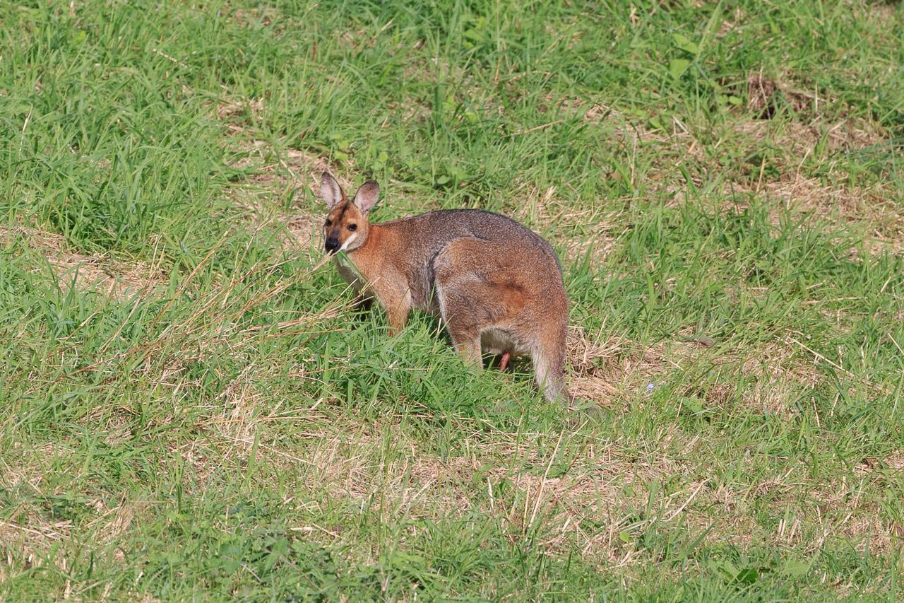 Male Red-necked Wallaby in profile in the sun. It is chewing a blade of long grass. 

It has darker fur on its back, and a distinct russet red around the neck and face.