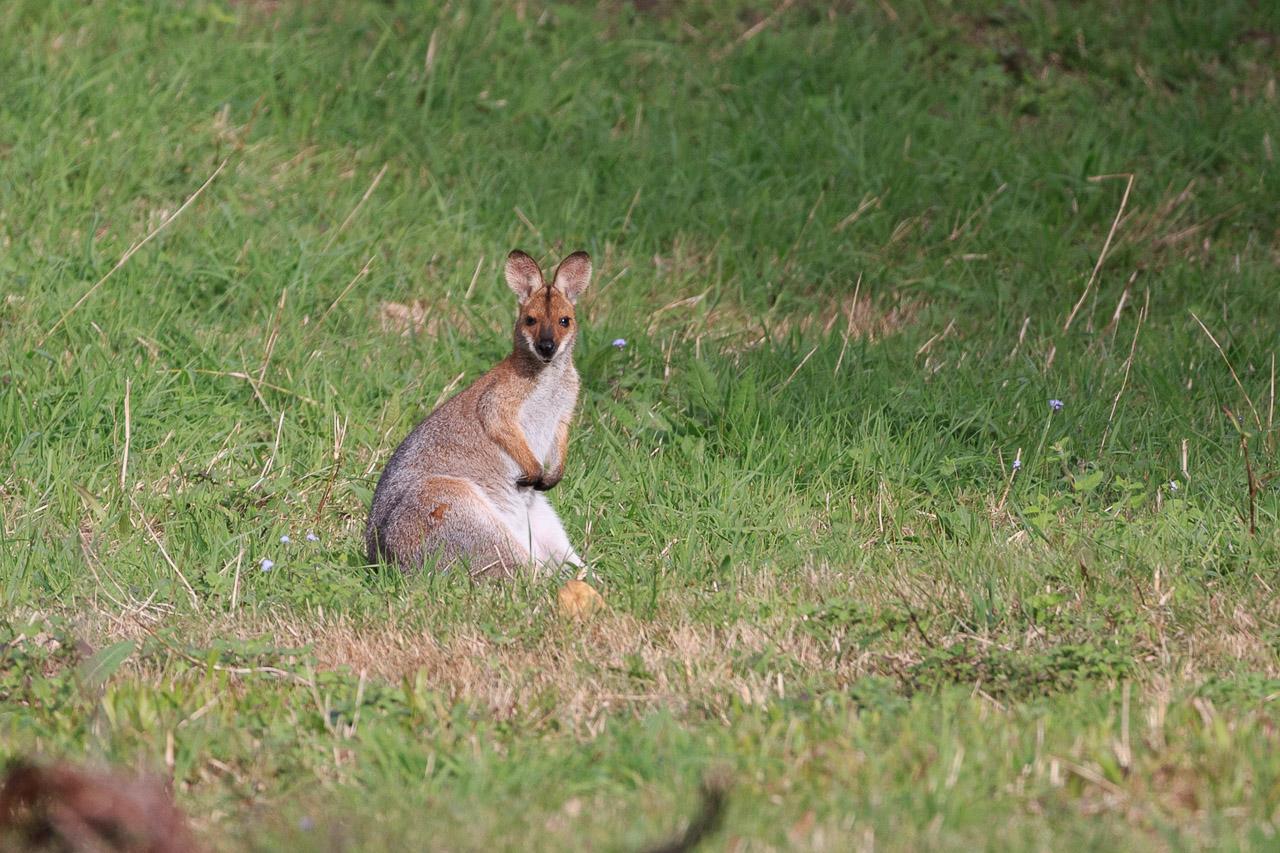 Female Red-necked Wallaby sitting upright, ears alert, looking towards the camera. You can see her pale chest and belly.