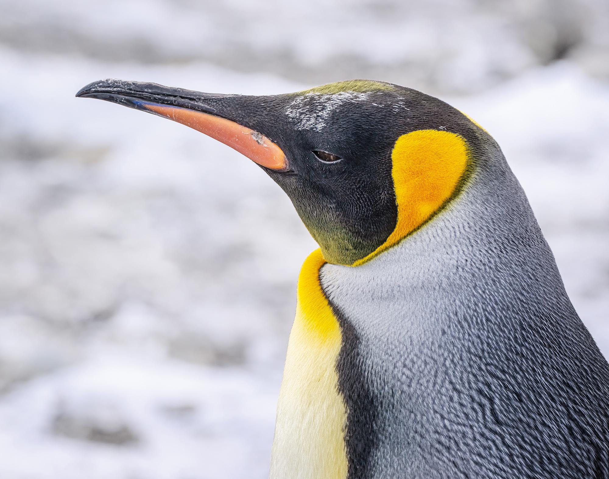 Close-up side profile portrait of a king penguin.