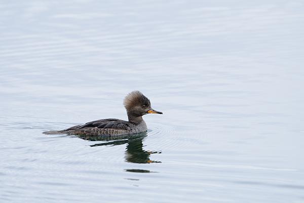 The head of the bird is just left and below the middle of the photo.