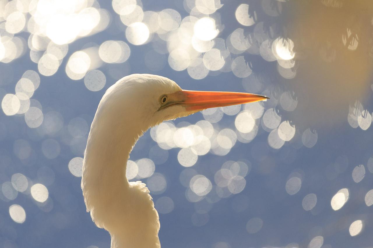 The head and neck of a Great Egret, looking right. Behind is the out of focus surface of a lake, reflecting bright bokeh like a fancy scene in a stage production.