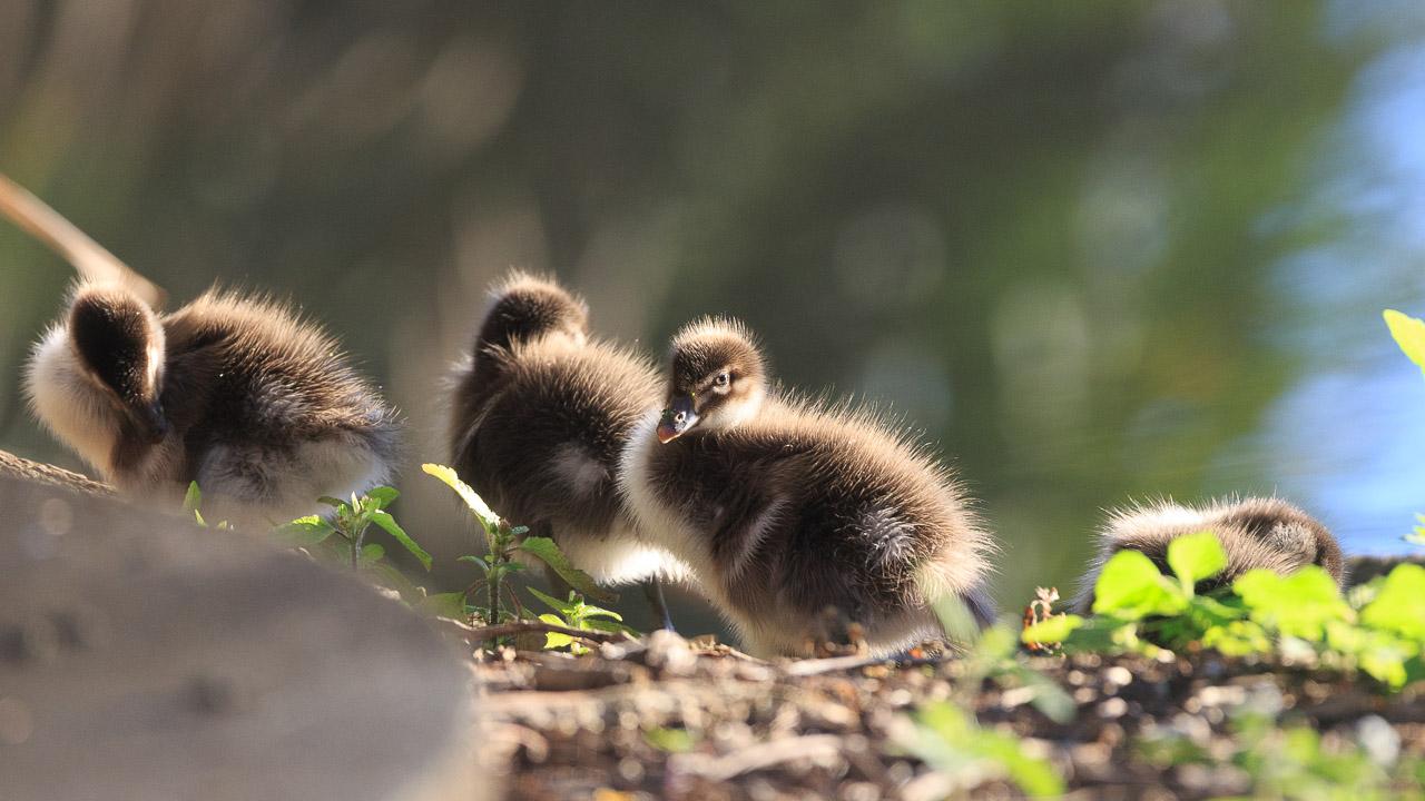 Three ducklings standing in the morning sun. the foreground one's face is turned towards the camera slightly. Their downy feathers glow gold in the morning light.