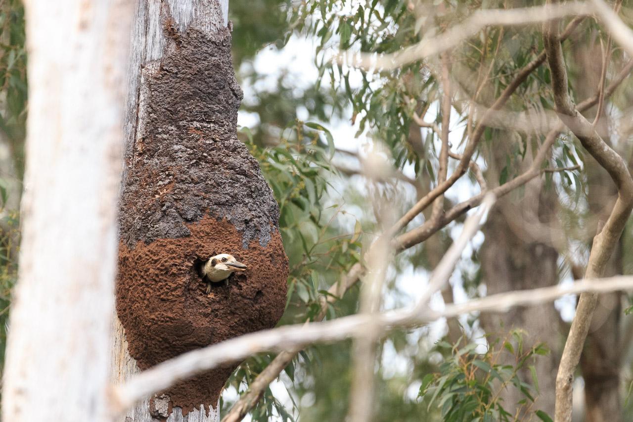 A large mud construction on the side of a eucalyptus tree. There's a hole in the side, and the head of a Kookaburra poking out of it.