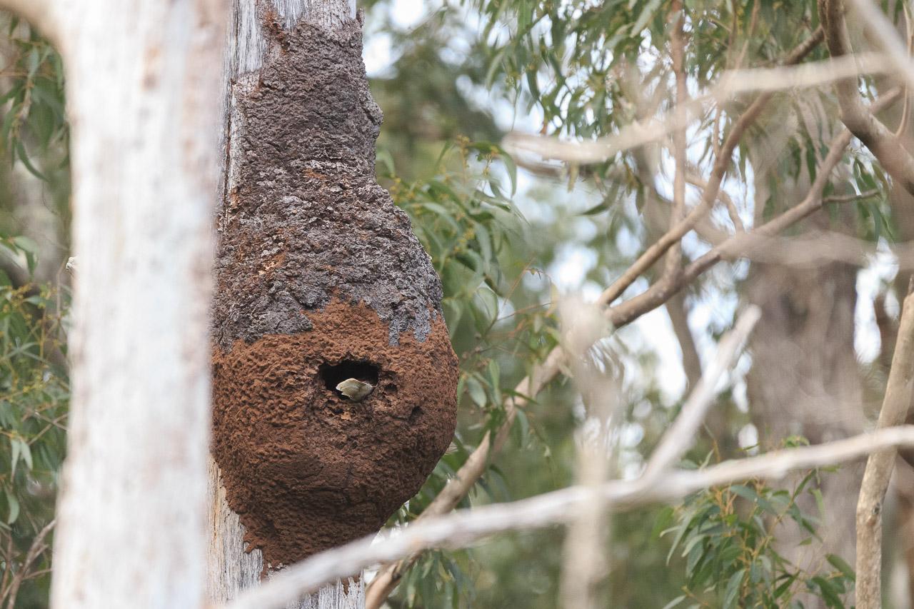 A large mud construction (termite nest) on the side of a eucalyptus tree. The tail of a Kookaburra can be seen poking through a hole in the side.