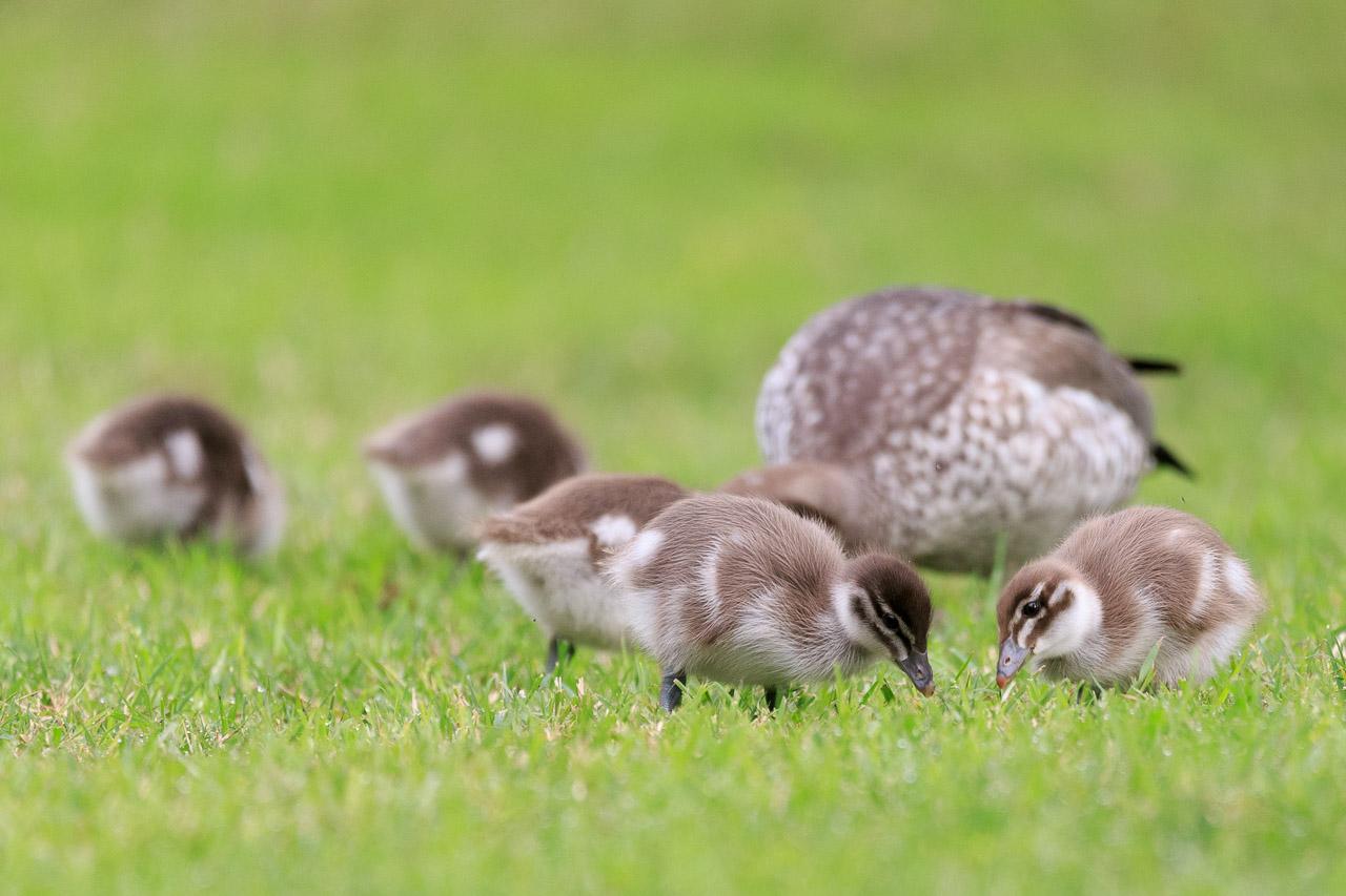 A small group of brown and white ducklings with a mother duck in the background. The two front ducks (on the right) have their heads close together nibbling grass.