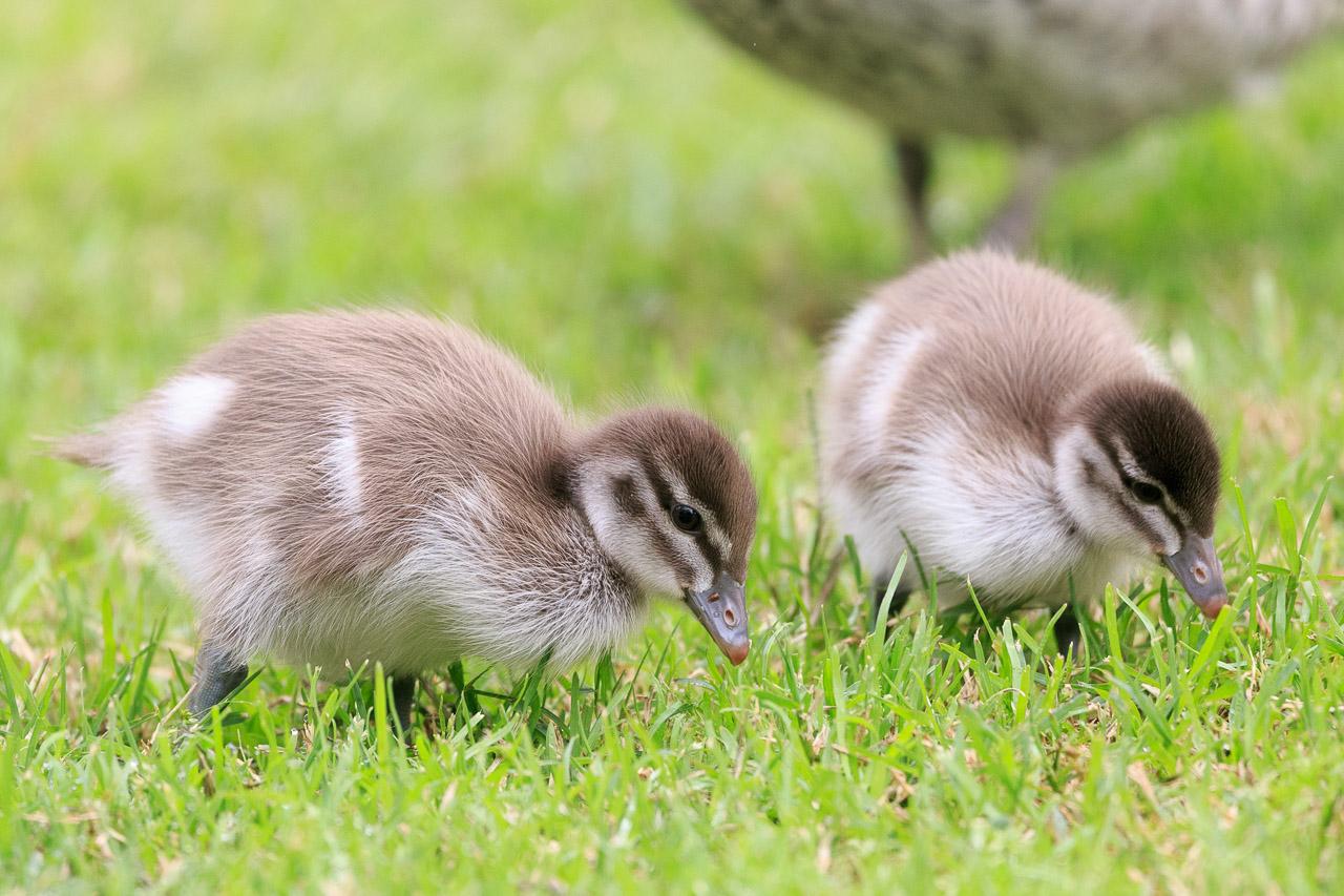 Two brown and white ducklings standing on grass eating, both facing obliquely right.