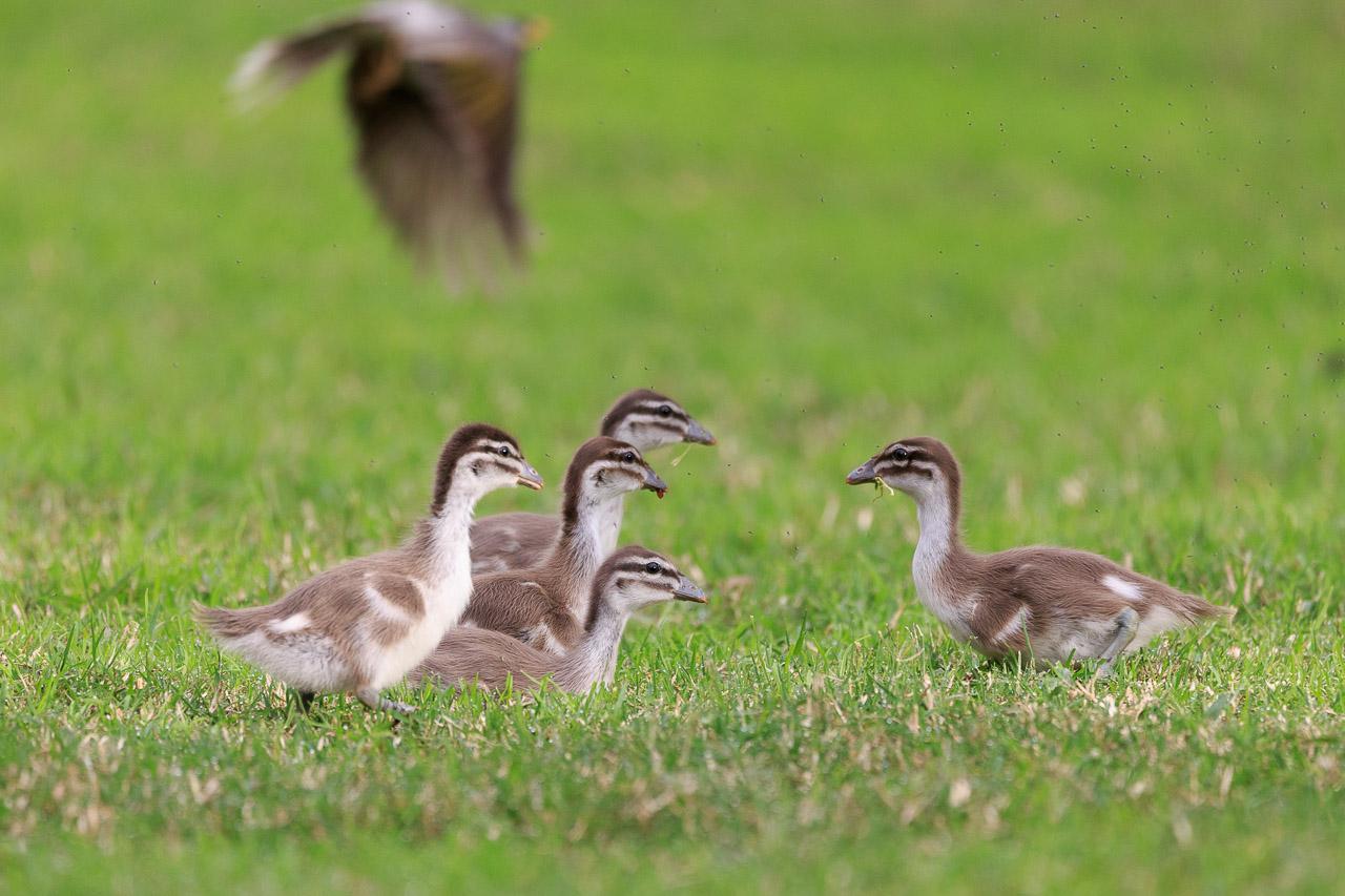 Five little brown and white ducklings on the grass. One on the right facing the four on the left in a group. All have their heads up, stretched out, as the Noisy Miner (in the background flying), had just swooped down over them.