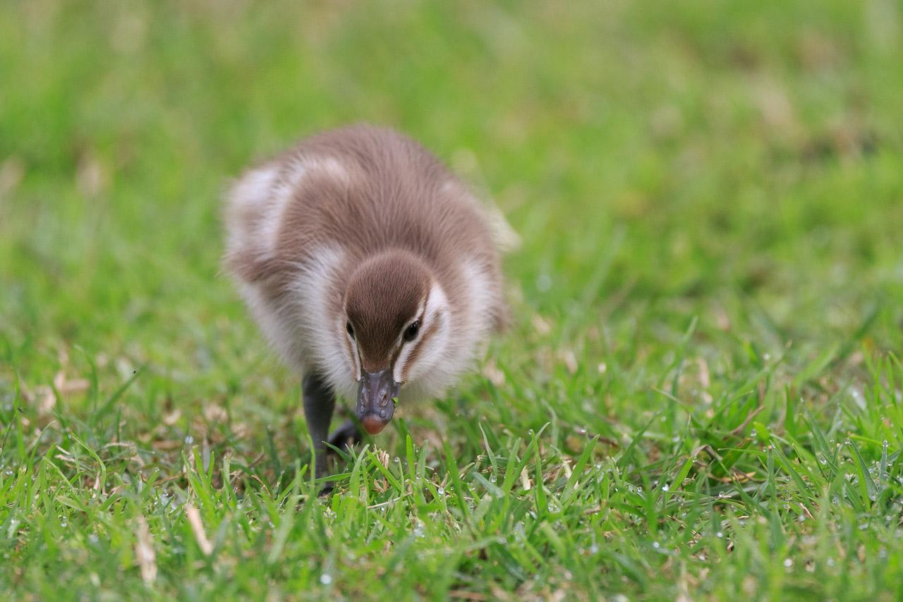 A single brown and white duckling walking towards the camera, head down looking for tasty grass.