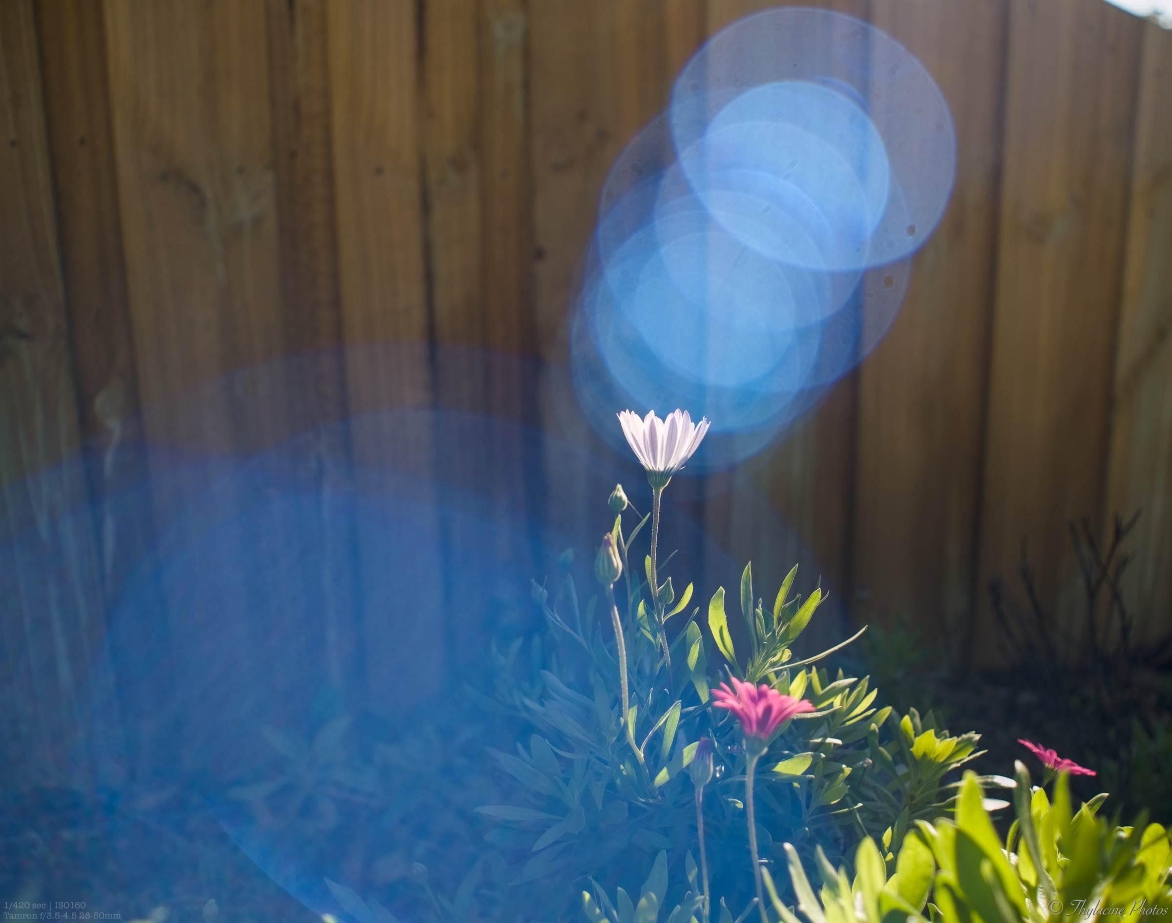 A single white African Daisy rises from a clump, while large oval lens flares appear both above to the right and below to the left in bright pale blue.  The bright sun makes the flower and the bush at right glow against the shadowed fence behind.  Lower left lens flares are much larger but also fainter and not so pronounced as those to the above right.

Photo info: 1/420th sec, iso160, aperture wide open, Tamron 28-50mm