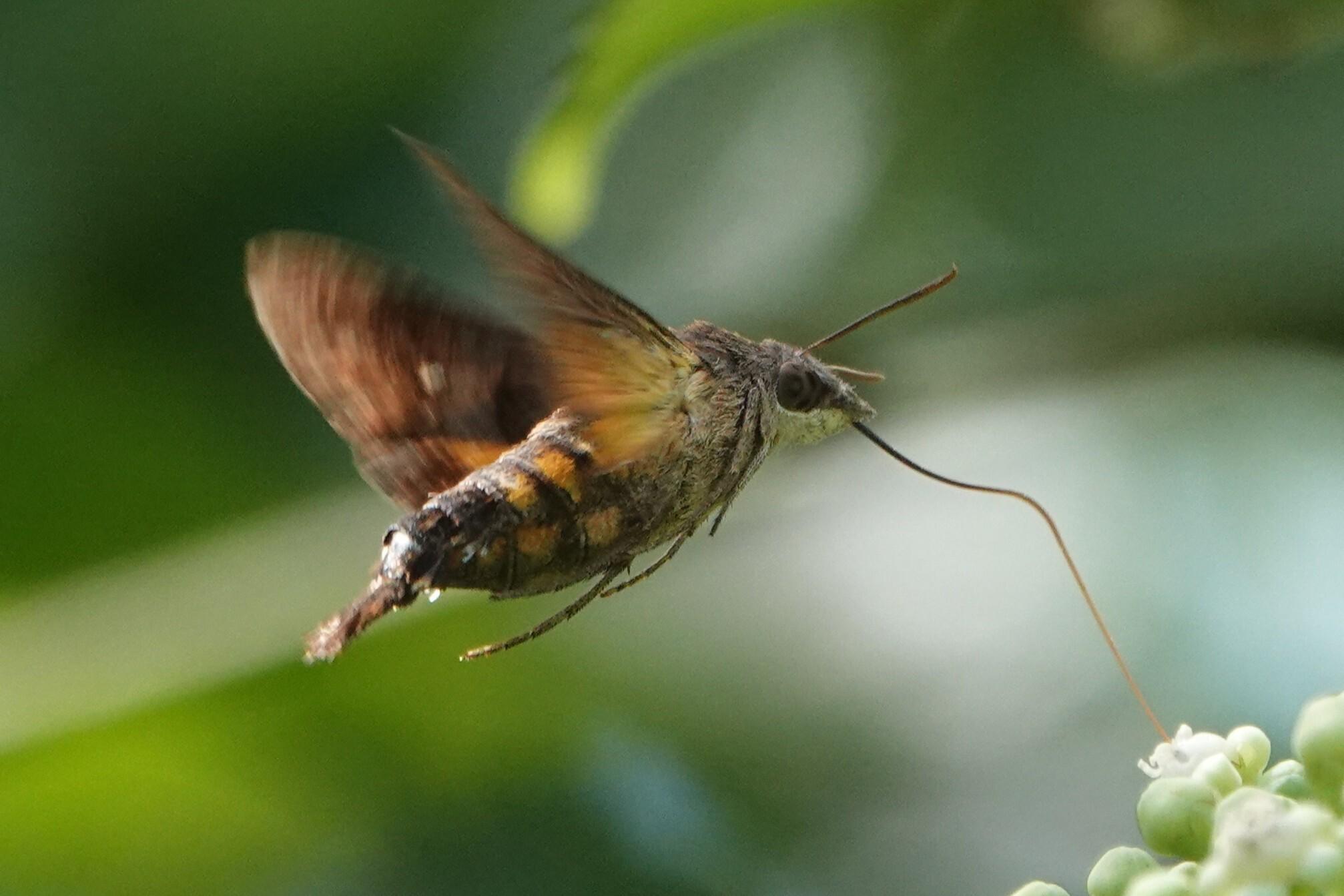 Shot of a moth in mid-flight, feeding from a small flower. It is mostly brown and aerodynamic, like a dart. Orange stripes can be seen on the body. The wings are blurred in the shot due to their high speed movement.