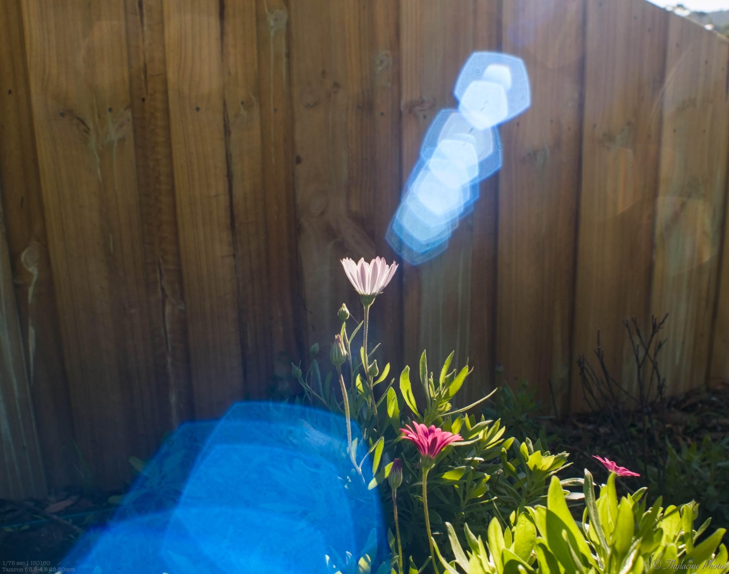 A white African Daisy in bright sun, with a line of overlapping pentagonal lens flares above to the right and below to the left in bright pale blue.  The bright sun makes the flower and the bush at right glow against the shadowed fence behind.  The flare line runs through the flower from upper right to lower left, but stops just above and below, leaving the bloom clearly in view.  More faint pentagon flares are spread across the frame, though difficult to see in this photo.

Photo info: 1/75th sec, iso160, aperture around f/11, Tamron 28-50mm.