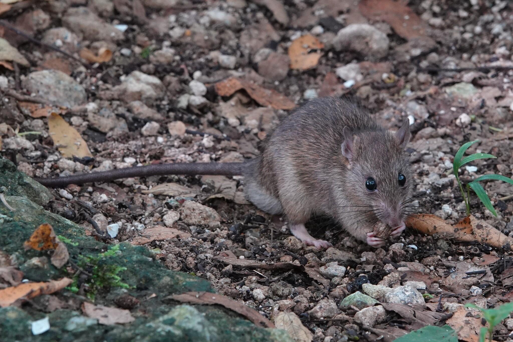 A rat on the ground, chewing on food being held in its front paws. It is mostly brown with a long dark brown tale and dark eyes.