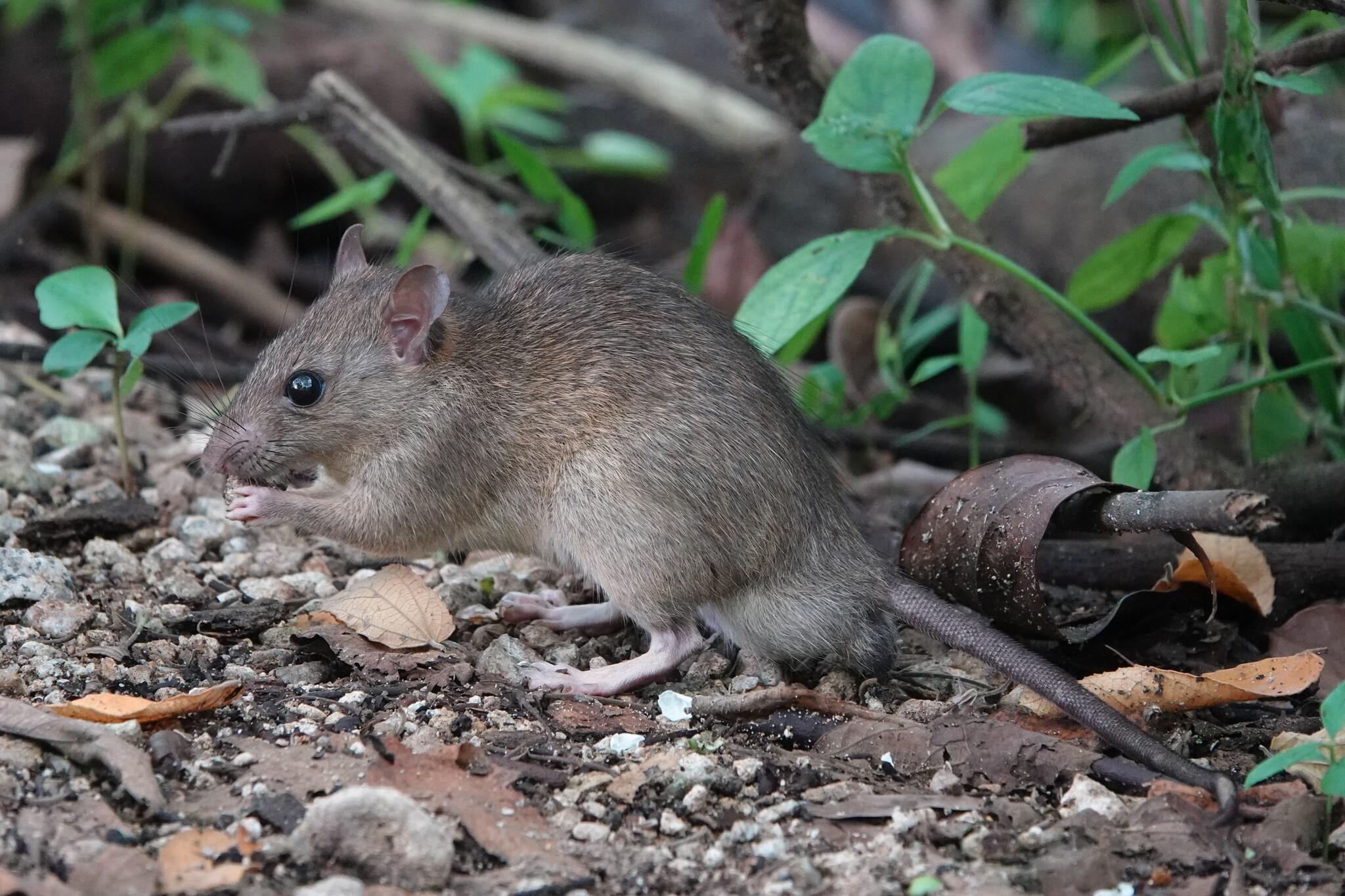 Another view of the rat, still chewing on the food held in its front paws.