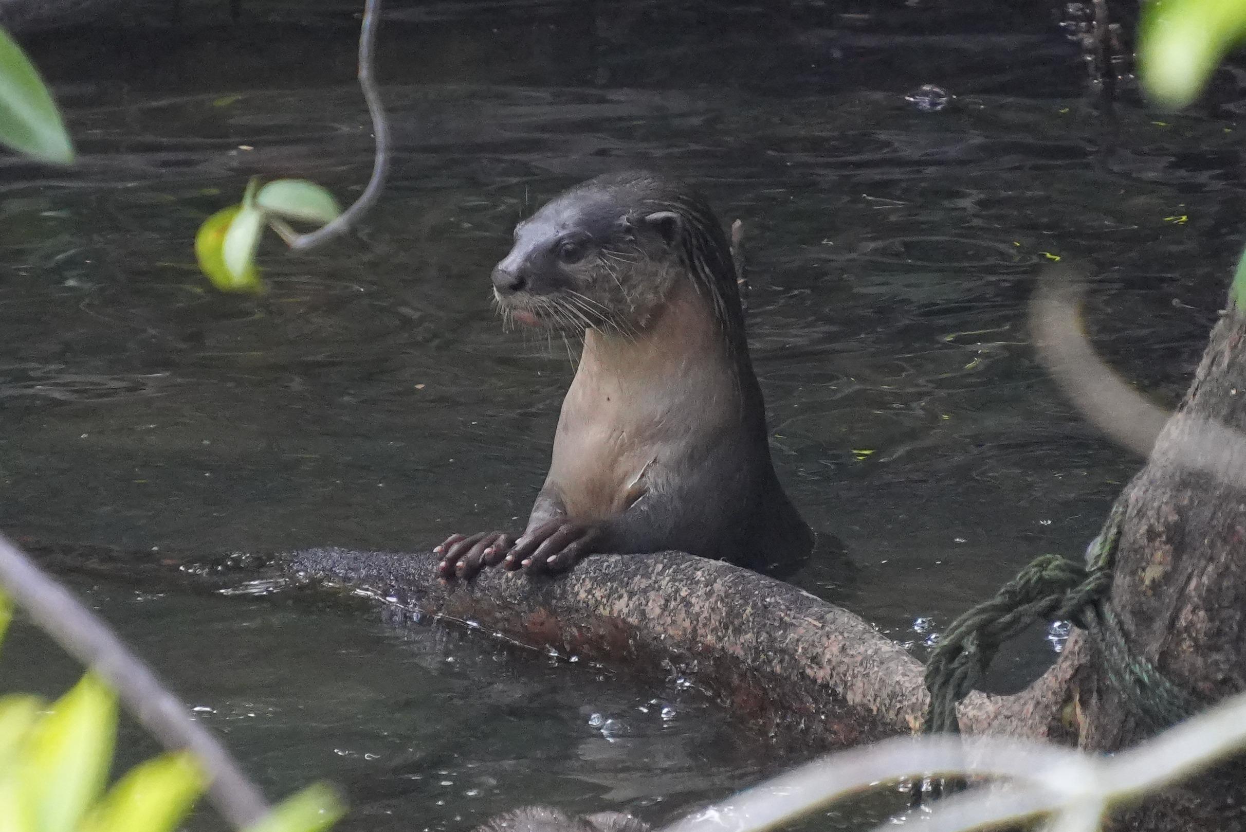 An otter in the water, with the upper body above the water, and front paws on the large root of a mangrove tree. The otter is dark grey on the upperside with a light underside.