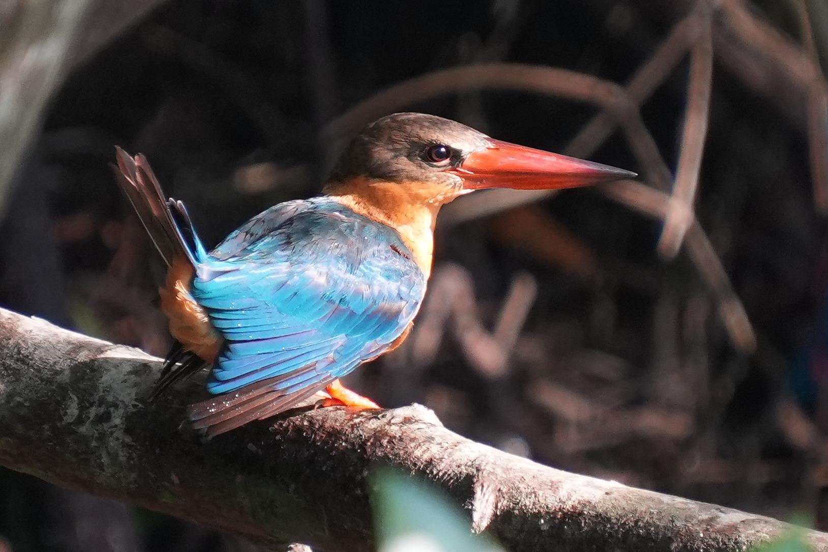 A kingfisher on a branch. It has bright blue wing feathers. Its tail is lifted, showing an orange bum. The collar is also orange. The head is brown, with a large reddish beak that is black at the tip.