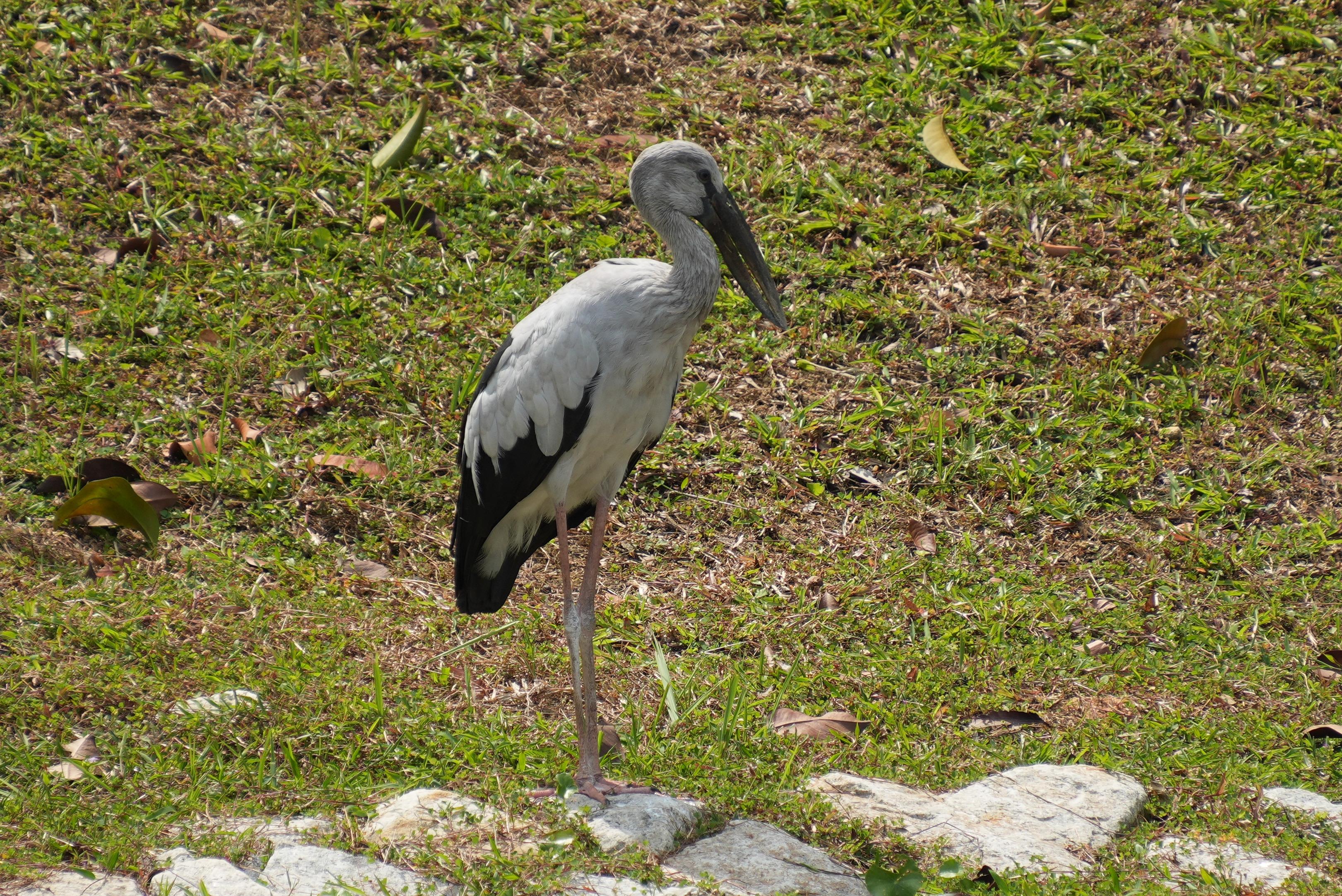 A large stork standing on a stone on a grassy patch It is mostly white, with a black tail and wing tips. The beak is large and dark, with a slight gap seen midway between the upper and lower mandibles.