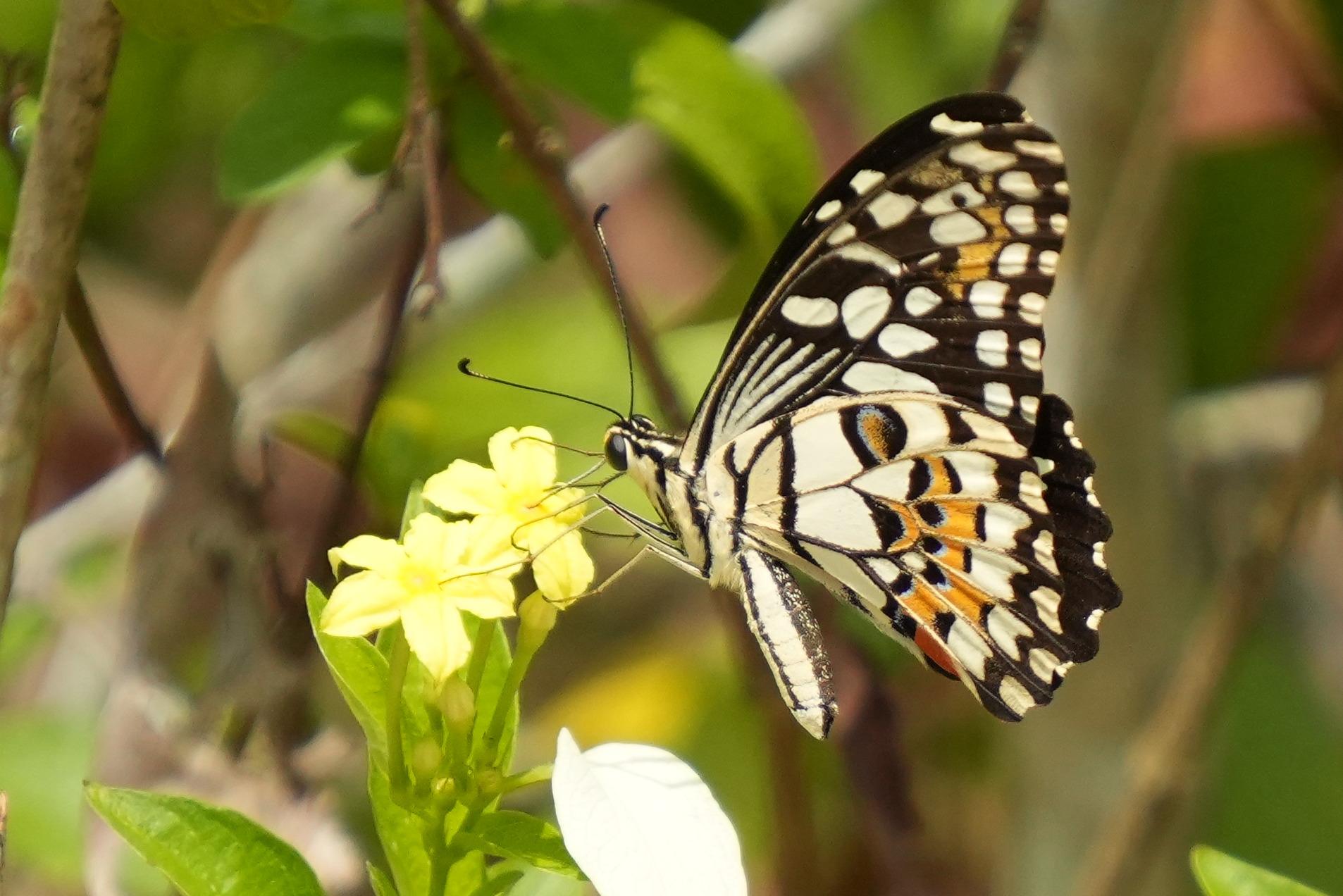 A butterfly feeding from a flower. It has a black and white wings with a mosaic pattern, and some orange patches.