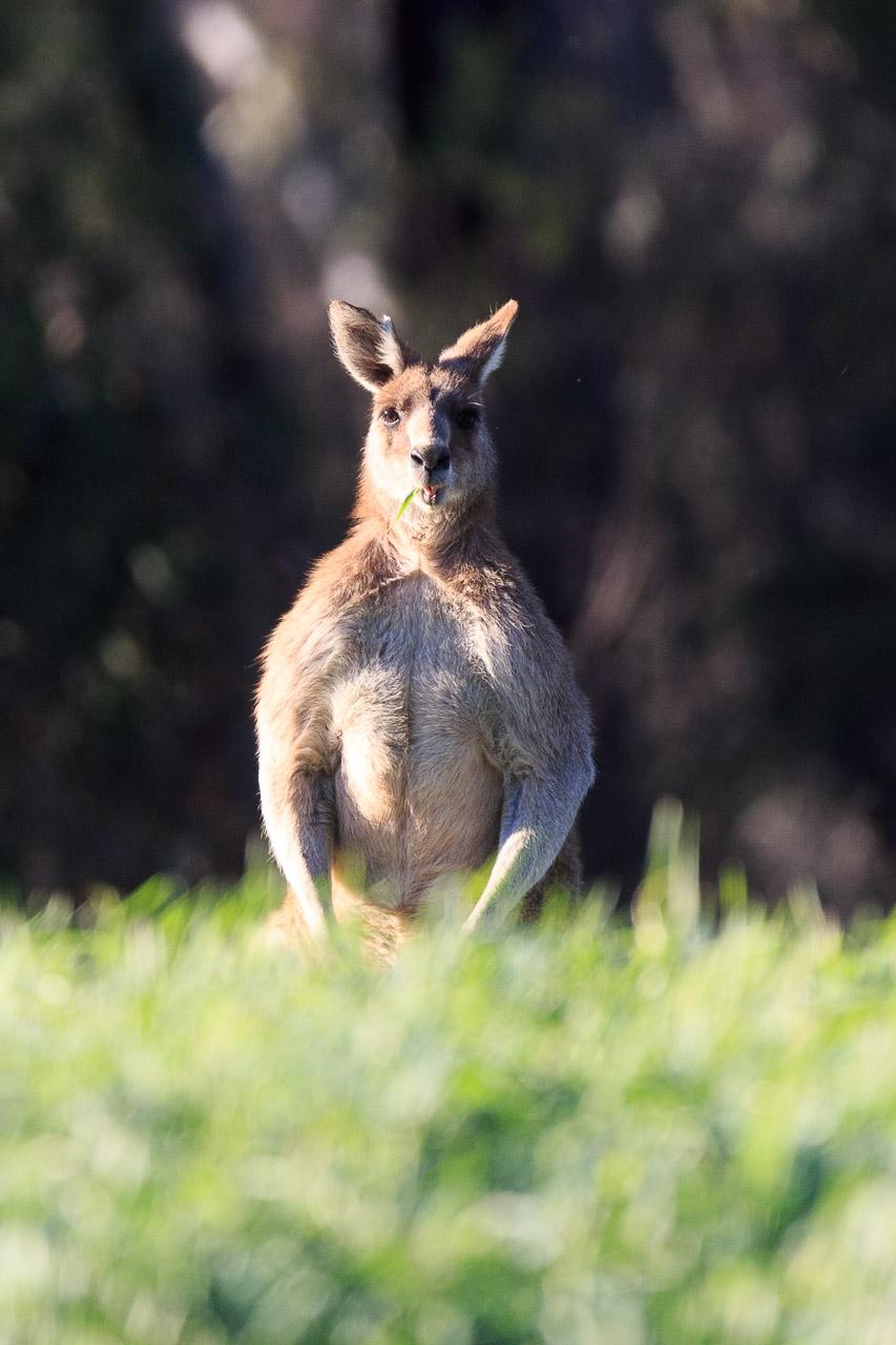 A male Eastern Grey Kangaroo standing upright in the default "I'm big and threatening" pose, but it has its tongue out slightly.