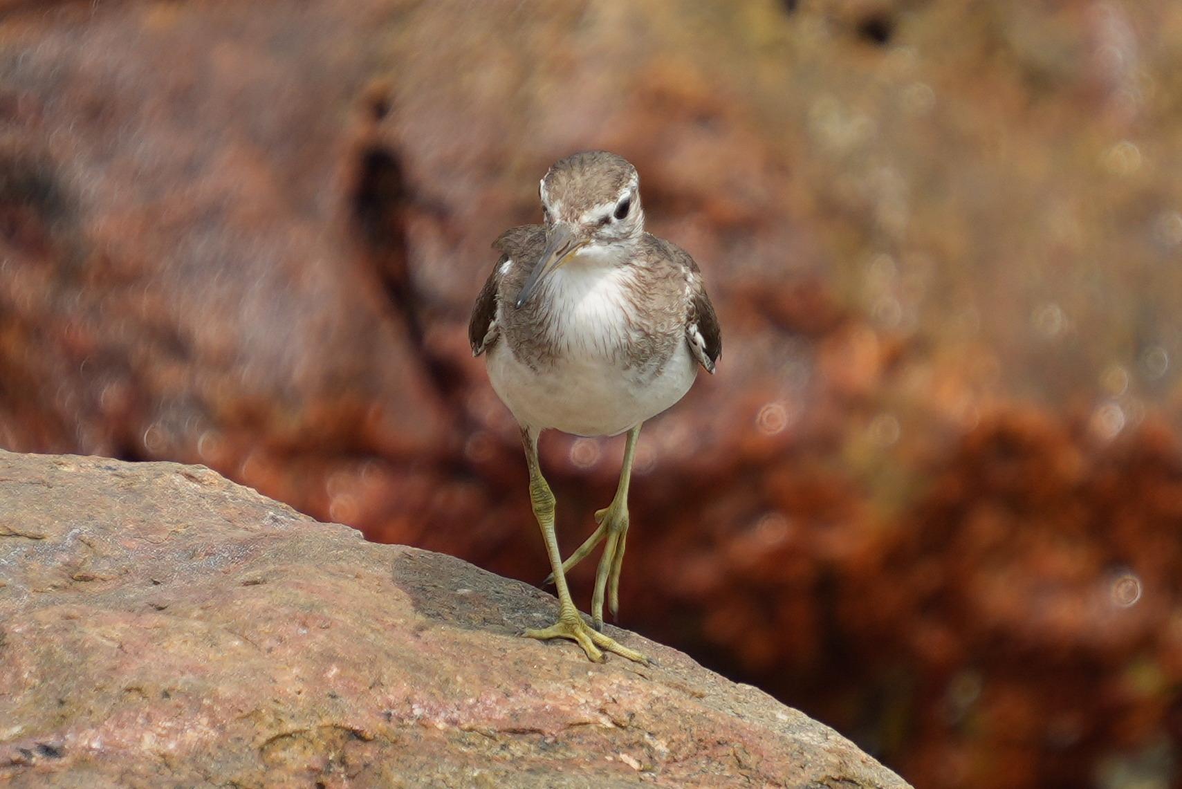 A bird on a rock facing the camera. It has a white breast and underside, a brown head and back and dark brown wings. A brown band runs through the eyes.