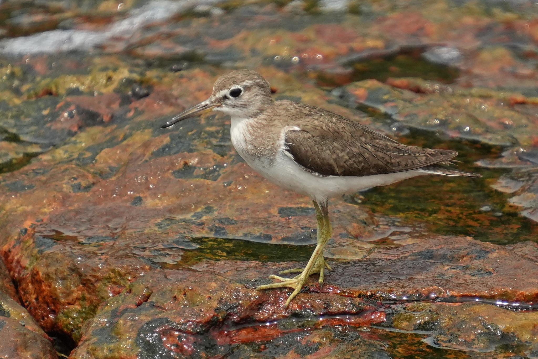 Side view of the same bird on the rock.