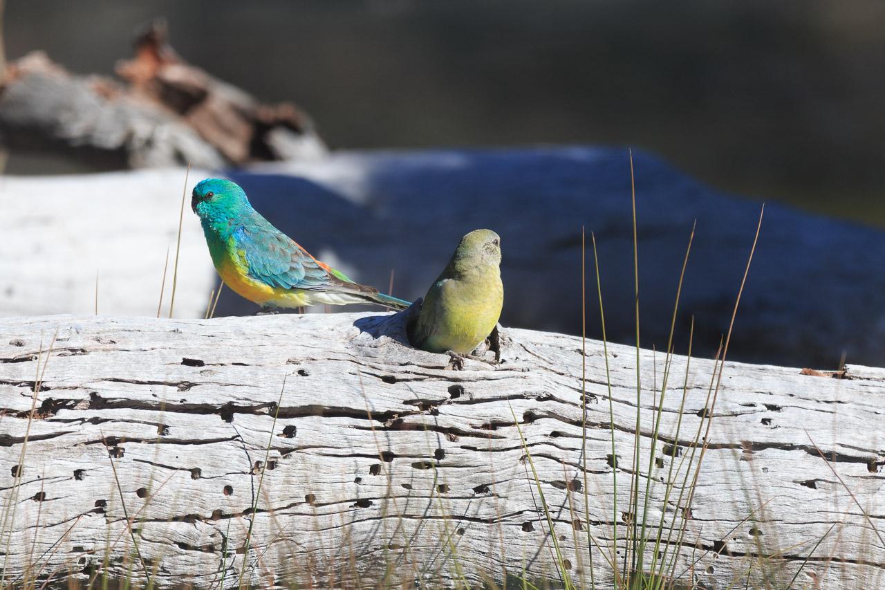 A brightly coloured male Red-rumped Parrot stand on a fallen, dry tree. Next to him, out of a hole in the side of the tree, pops out a muted green female Red-rumped Parrot.