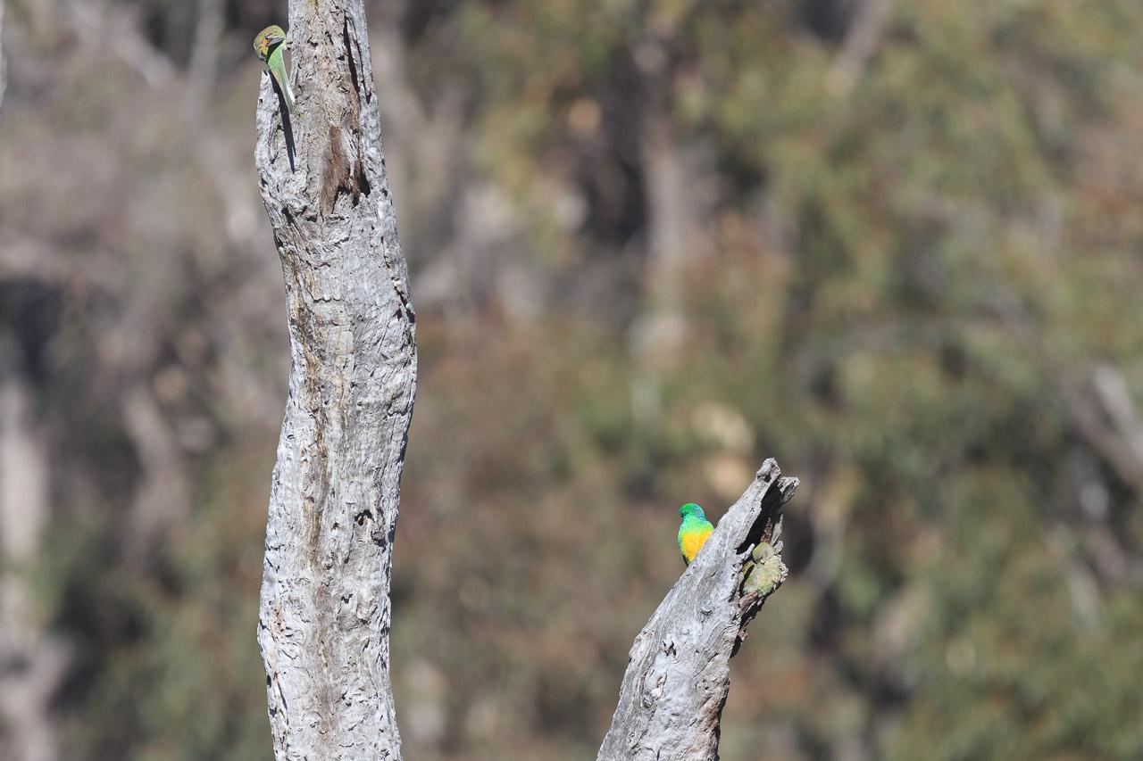 There are three Red-rumped Parrots in this shot. On a fork of a dead tree with a hollow in the end, there's a male and female pair, and higher up on another fork there's a male ready to take flight.