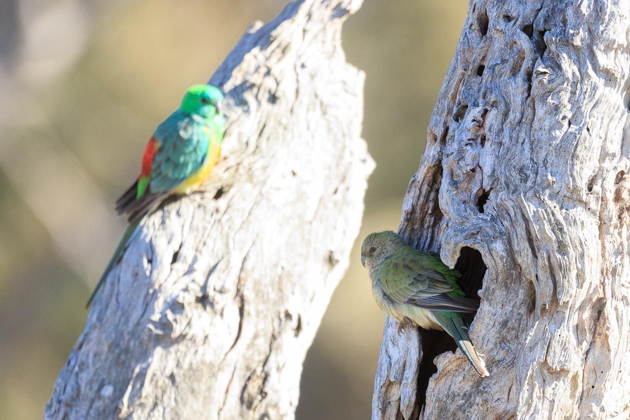 A female Red-rumped Parrot (muted grey-green with the faintest hint of red on the rump) perched on the edge of a tree hollow she's using as a nest. On the neighbouring fork of the tree, sits the male in bright turquoise, green, yellow and red.