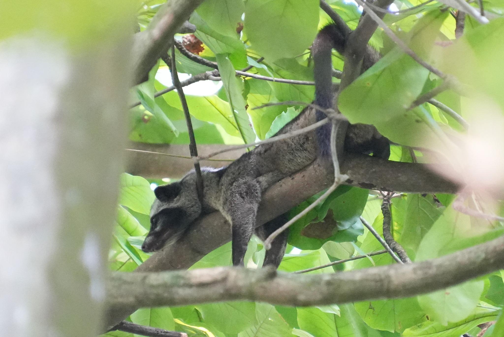 An animal with a dark greyish brown body resting on a tree branch. The ears are black, with a black mask across the eyes and side of muzzle. The body is long and sleek with short legs. The tail is black and brown and long.