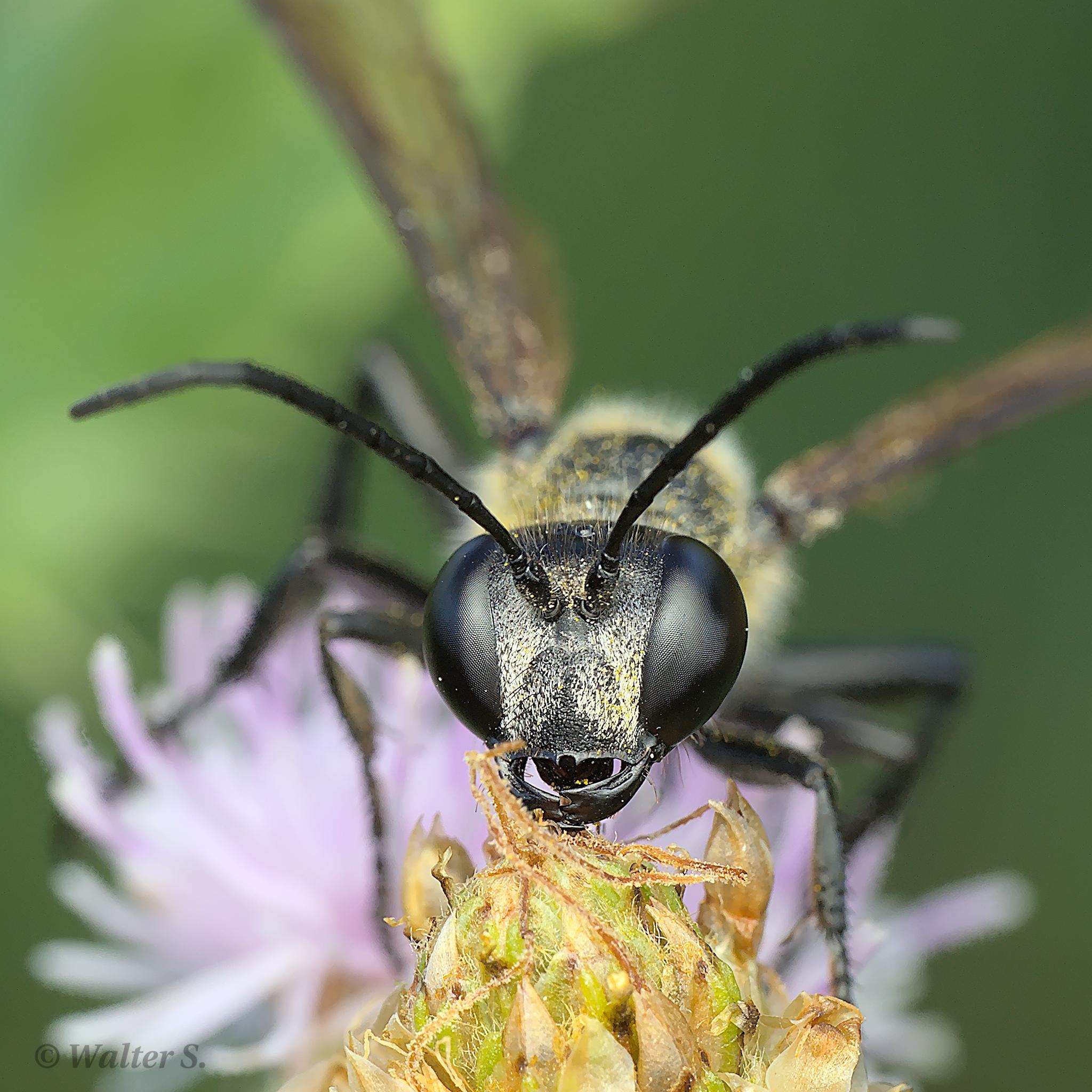 Frontal view of a digger wasp