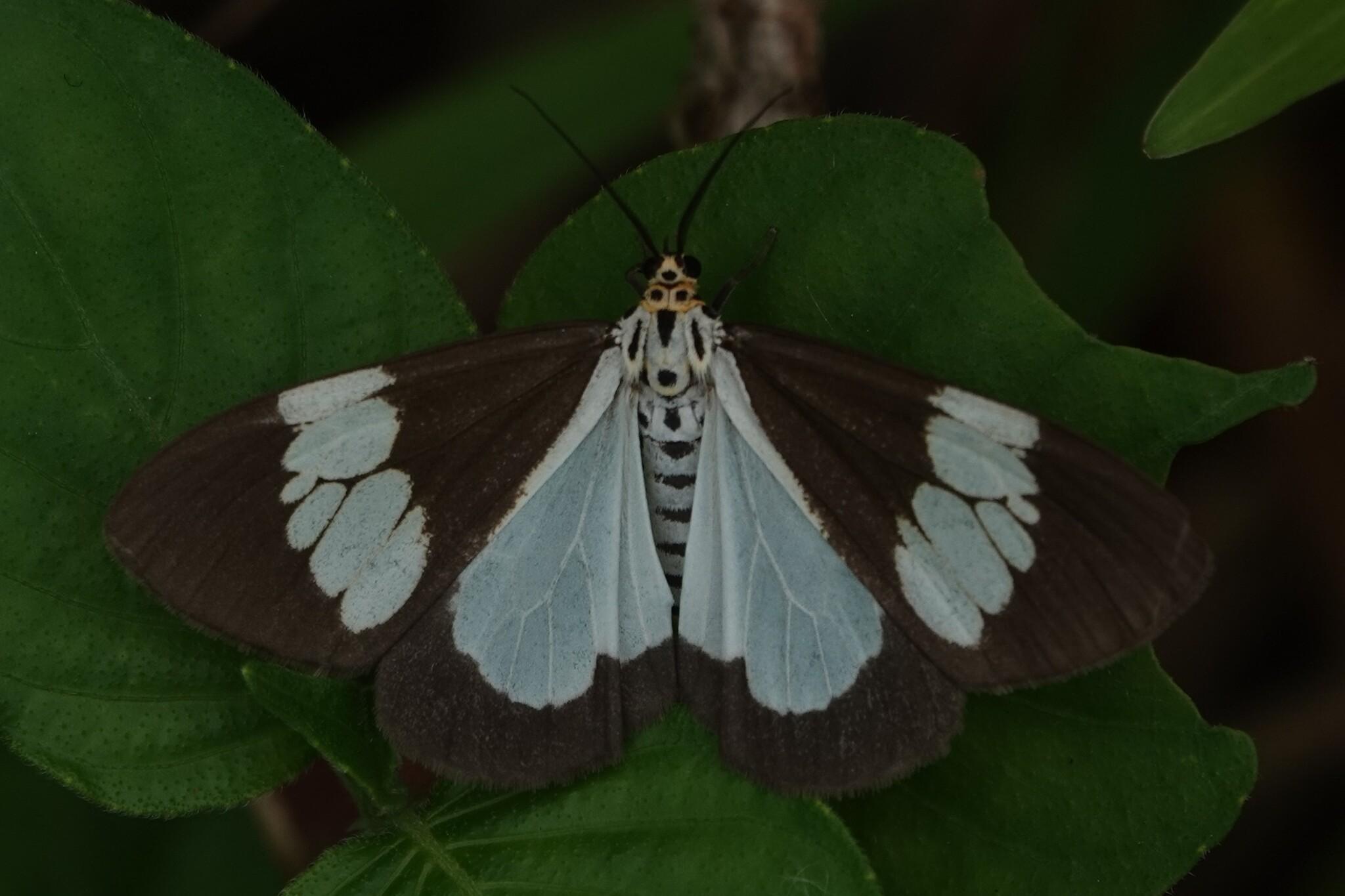 A moth resting on a leaf. Its forewings are spread to the side, showing the hindwings below. The wings are brown. A series of large white patches runs across the forewings. The hindwings feature a large white patch that takes up most of the middle of the hindwings. The body is white, with a yellow head, black eyes, and a number of black stripes running down the body.