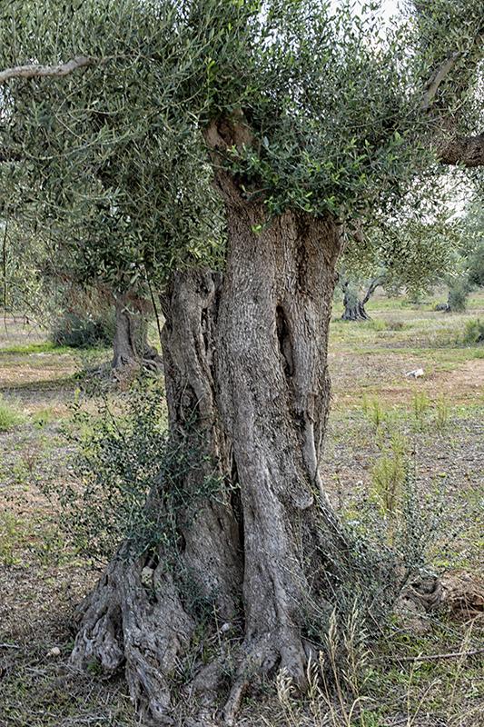 Old Olive Tree (Olea europaea) at Olive Yard near Ostuni, Apulia (Puglia), Southern Italy
