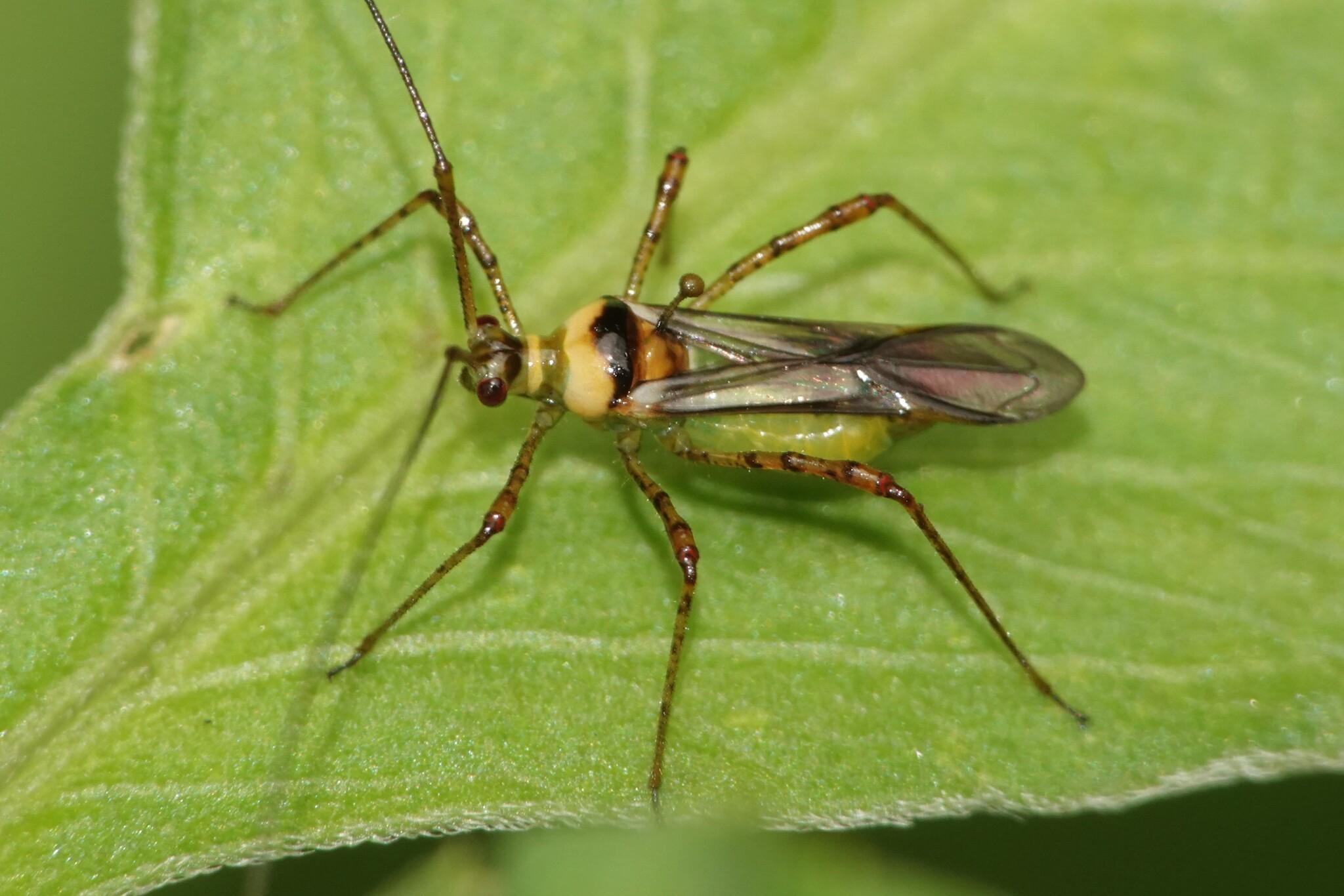 A small True Bug resting on a leaf. It has a yellow body with a dark stripe and a green abdomen. A pin like spine sticks up vertically from the back. Its wings are folded back above the abdomen and are translucent.
