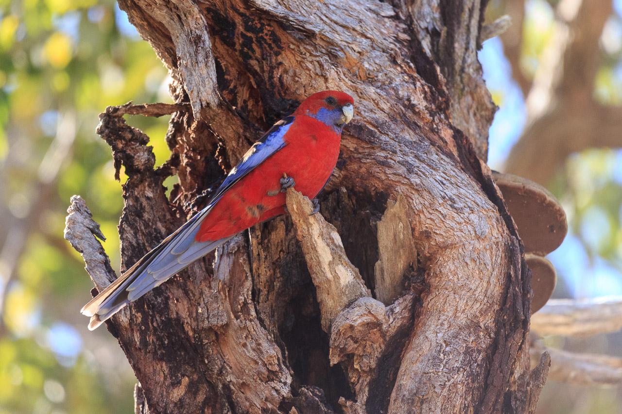 A bright red parrot with blue cheeks, wings and tail sits on a broken branch just outside a tree hollow it is using as a nest.