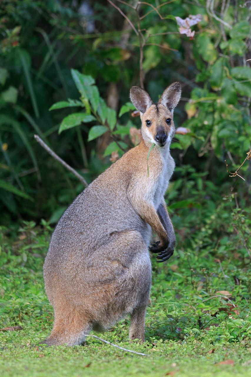 A mostly brown wallaby with reddish fur on the neck and shoulders and rump, standing upright, head turned towards the camera with a long green leaf of grass hanging from its mouth.