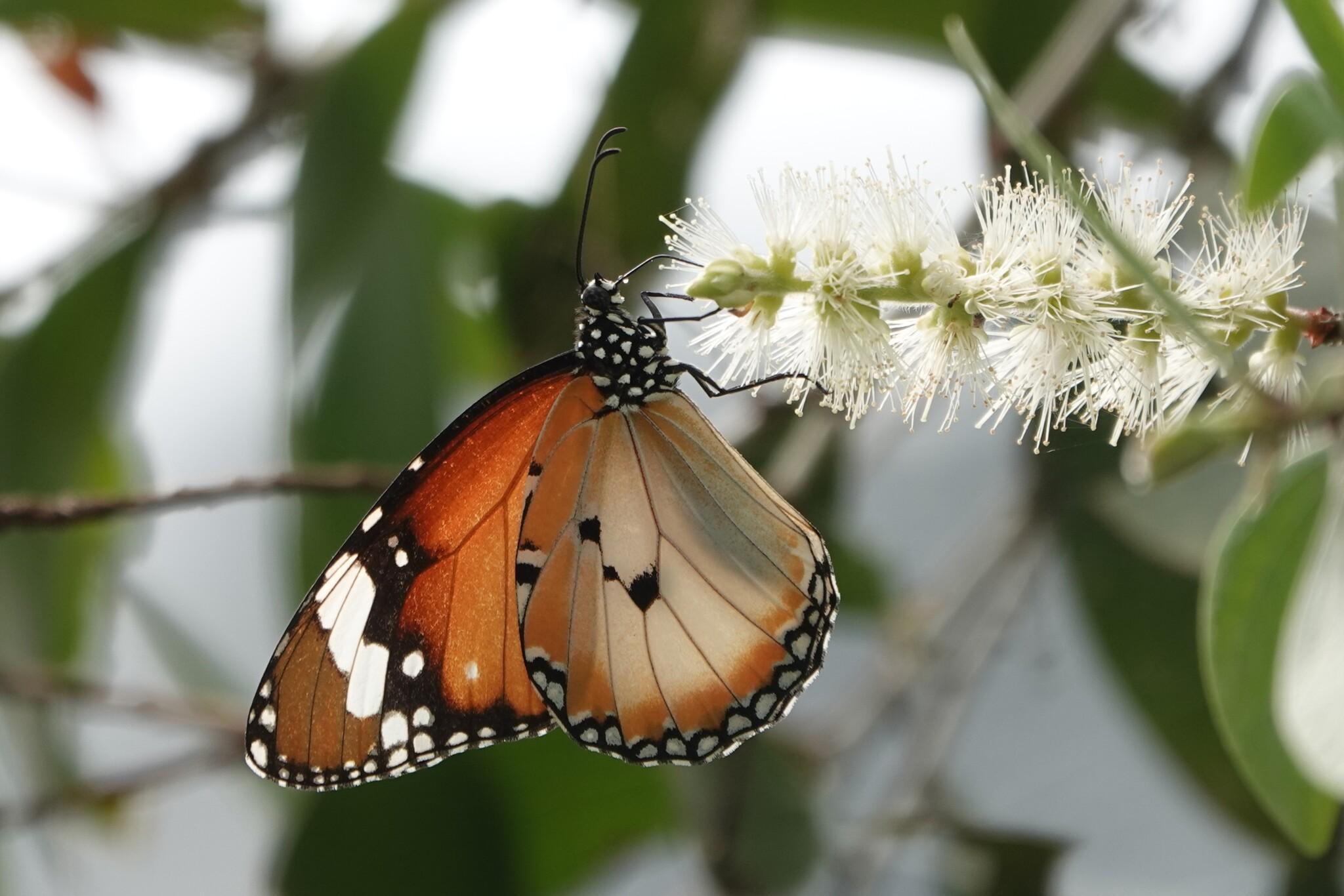 Profile view of a butterfly feeding from a group of closely clustered small flowers. The wing patterns resembles that of the Monarch butterfly (they belong to the same butterfly genus). The wings are mostly orange, with a brown and white patch at the tip of the forewing. Unlike the Monarch, the veins on the wings are not outlined in black. The edge of the wings are lined with a series of small white spots with a black border.