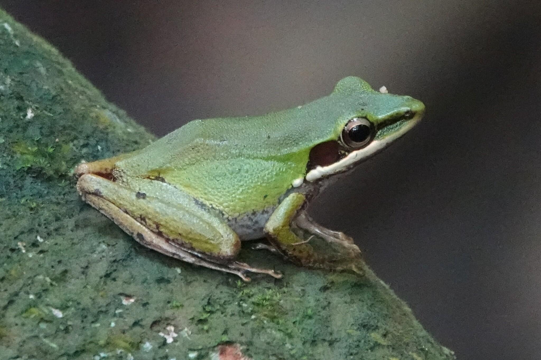 A green frog sitting on a green, mossy covered rock. A copper patch is located behind the eyes.