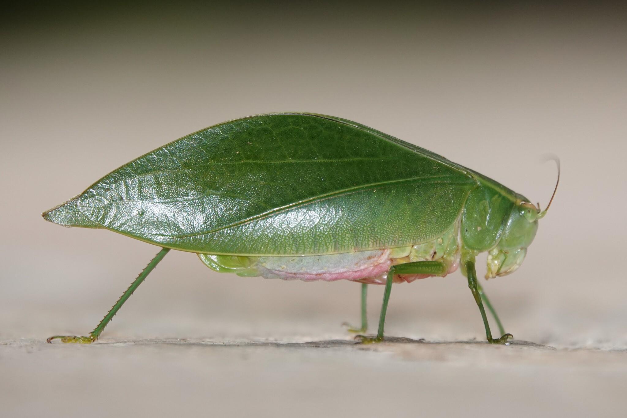 A large katydid seen in profile on a flat surface. It has green wings with a pale underside. The wings are shaped like a leaf with a pointed end, with a pattern that resembles the veins of a leaf.