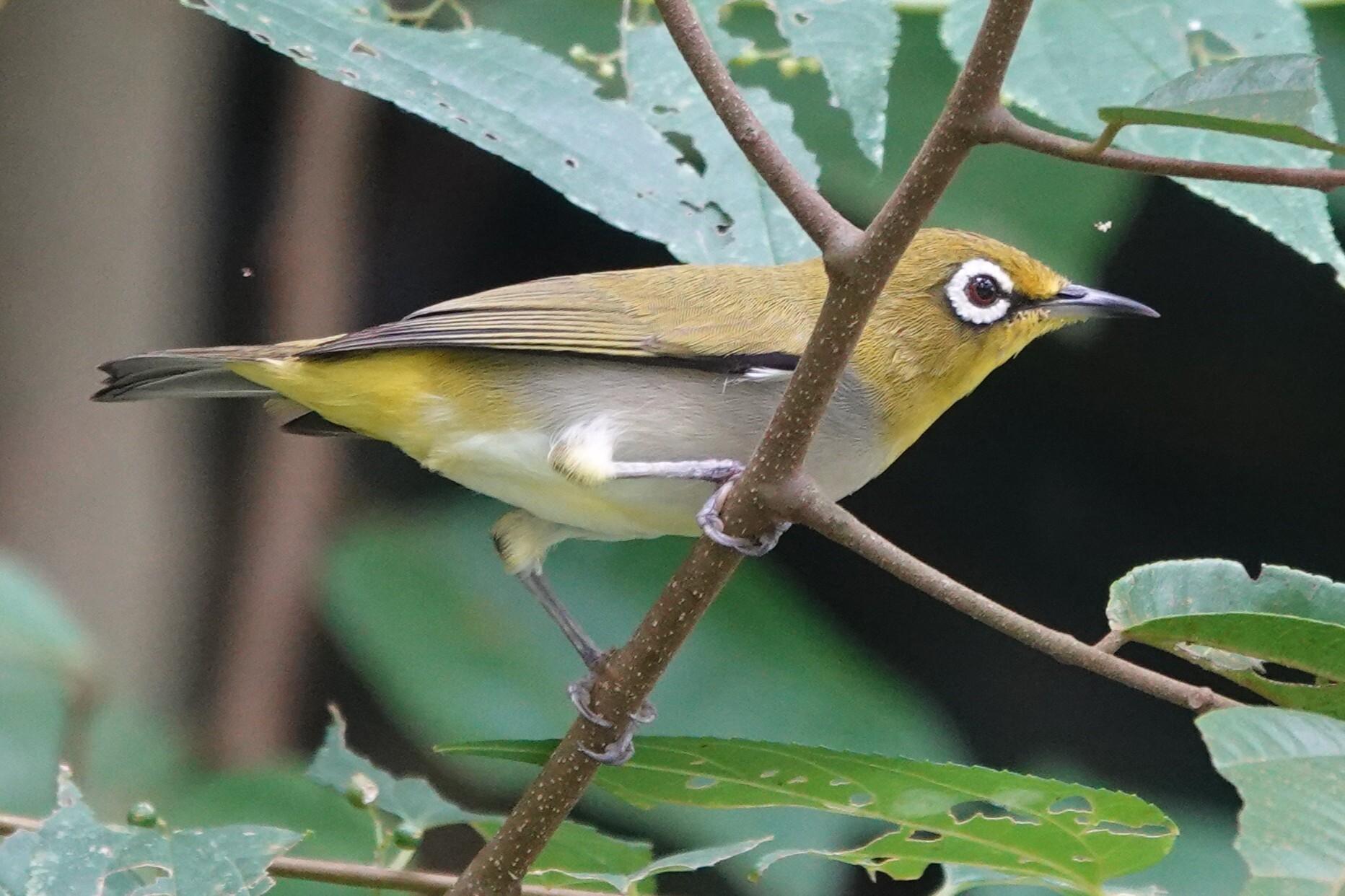 A small bird perched on a branch, facing sideways. It has a pale grey head and upperbody, with olive green wings and a pale white underbody. The eyes have a white ring surrounding it.