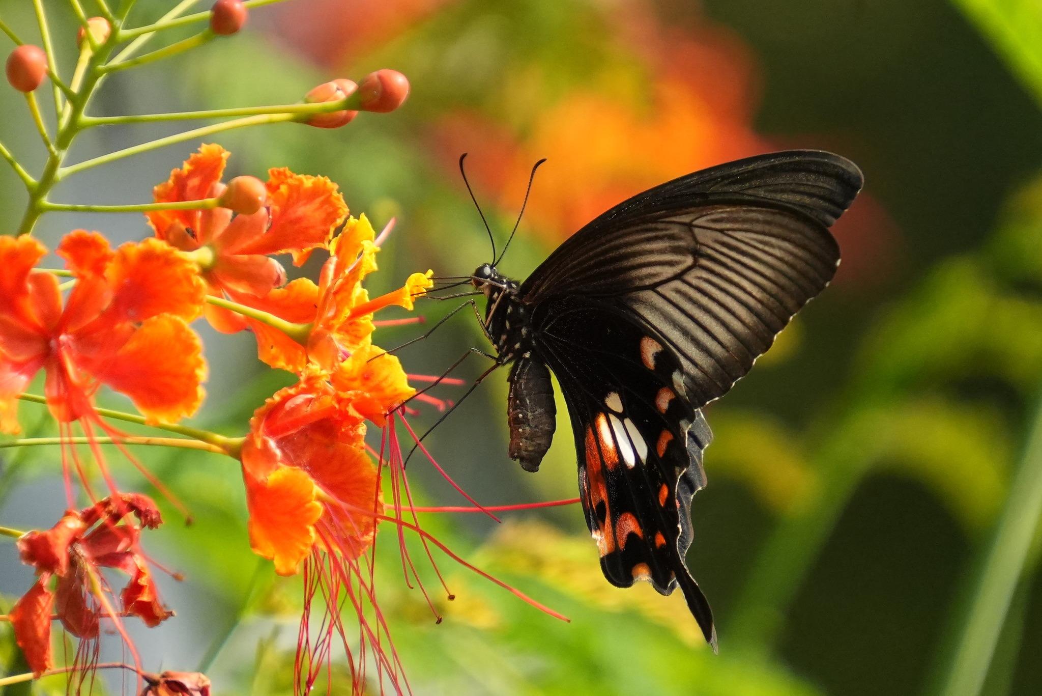A butterfly feeding on a flower. The butterfly's body is black with white spots. The wings are black. The top portion of the forewing has whitish bands. The hindwing has red patches in the middle and edge of the wings.