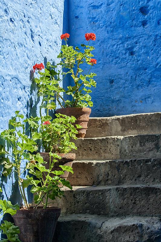 Clay pots hold vibrant red geranium flowers placed along rustic stone steps. The walls surrounding the steps are painted a striking blue, adding contrast to the scene.