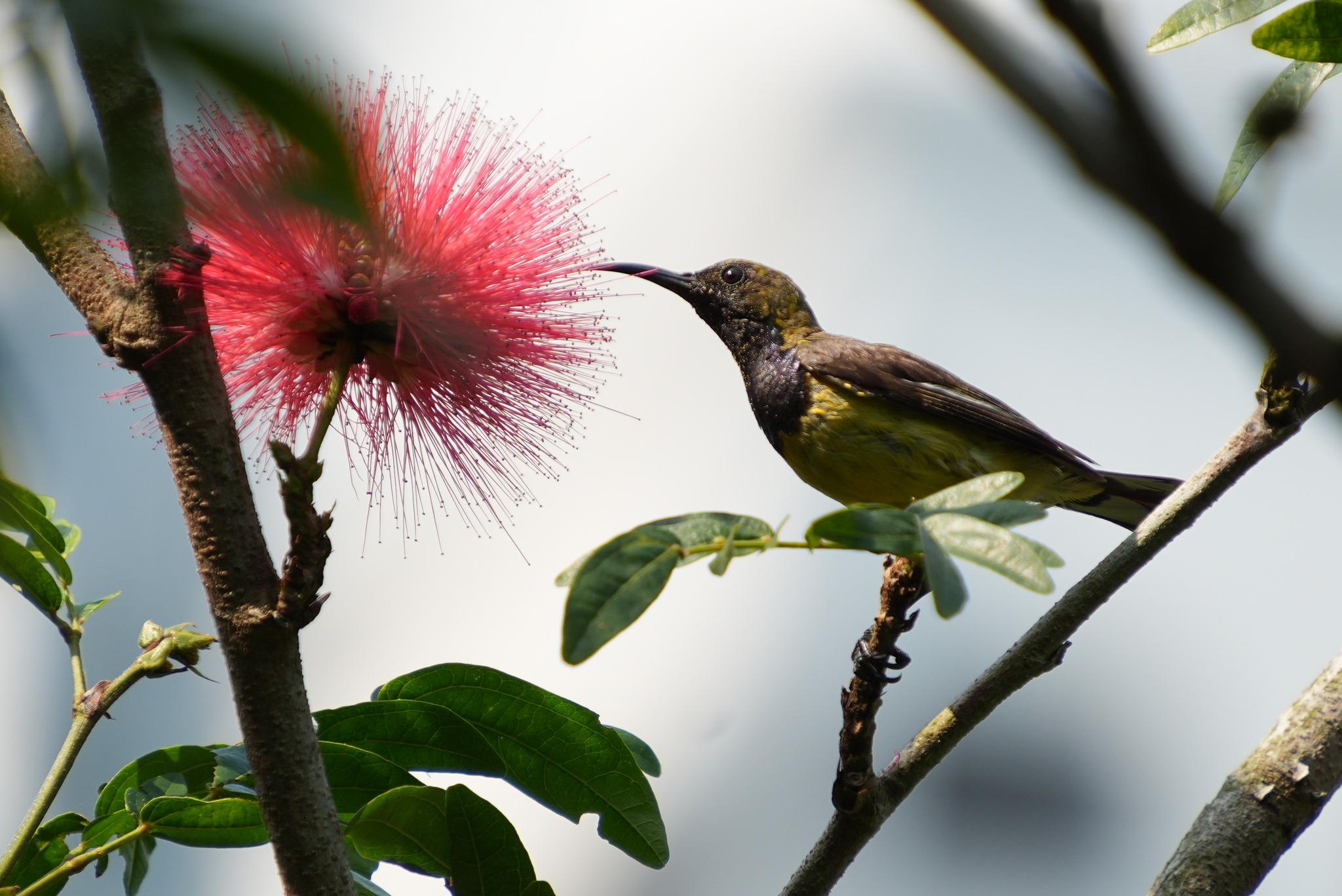 A small bird with a curved, sharp beak. It has a dark chest and chin, a yellow underbelly and an olive head, back and wings. Its beak is about to poke into the head of a flower with lots of thin, red stalks sticking out of it, like an exploding red fireworks display.