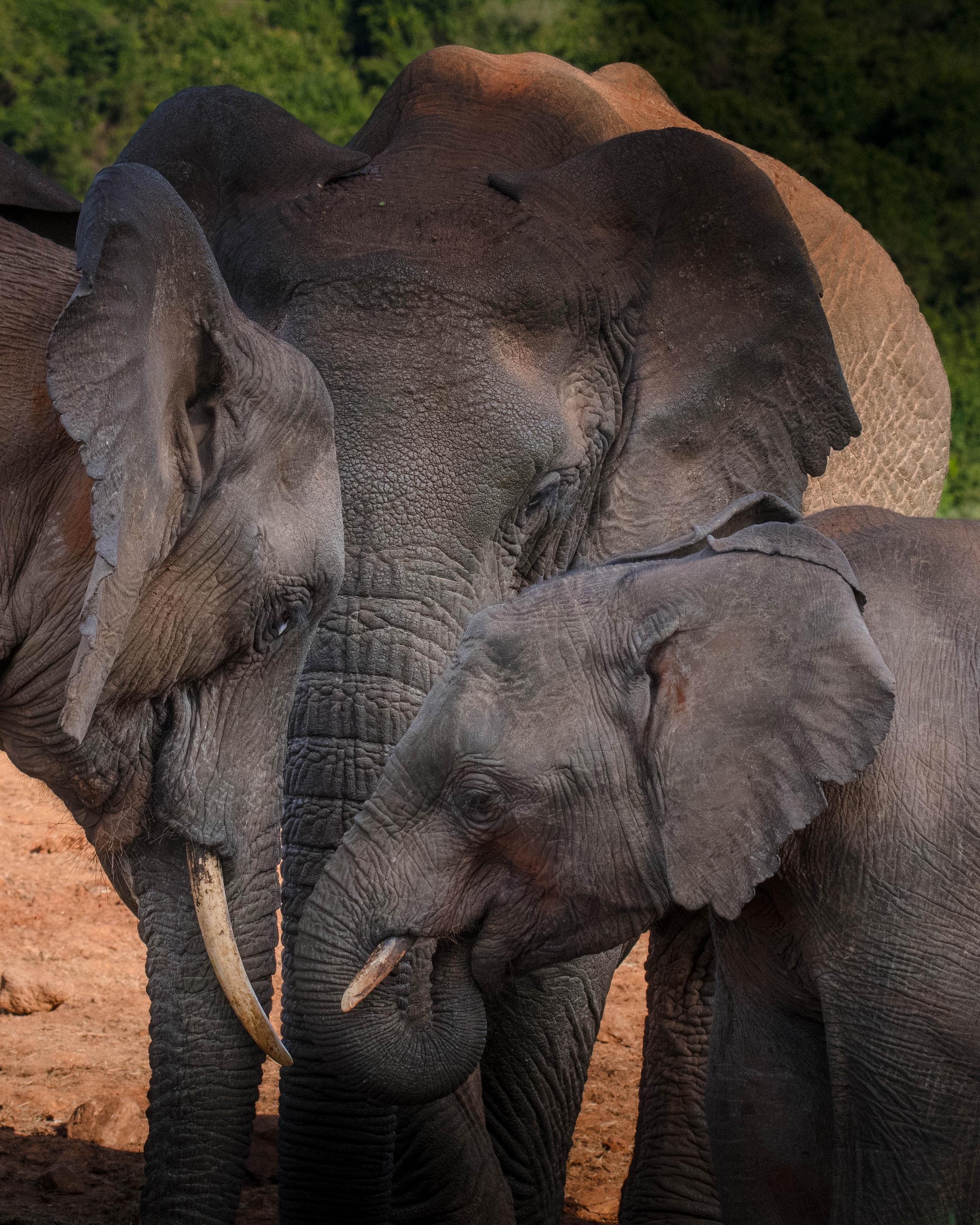 Three elephants are shown standing closely together. The image captures their textures and features, with one elephant displaying tusks. The background is blurred, focusing attention on the elephants.