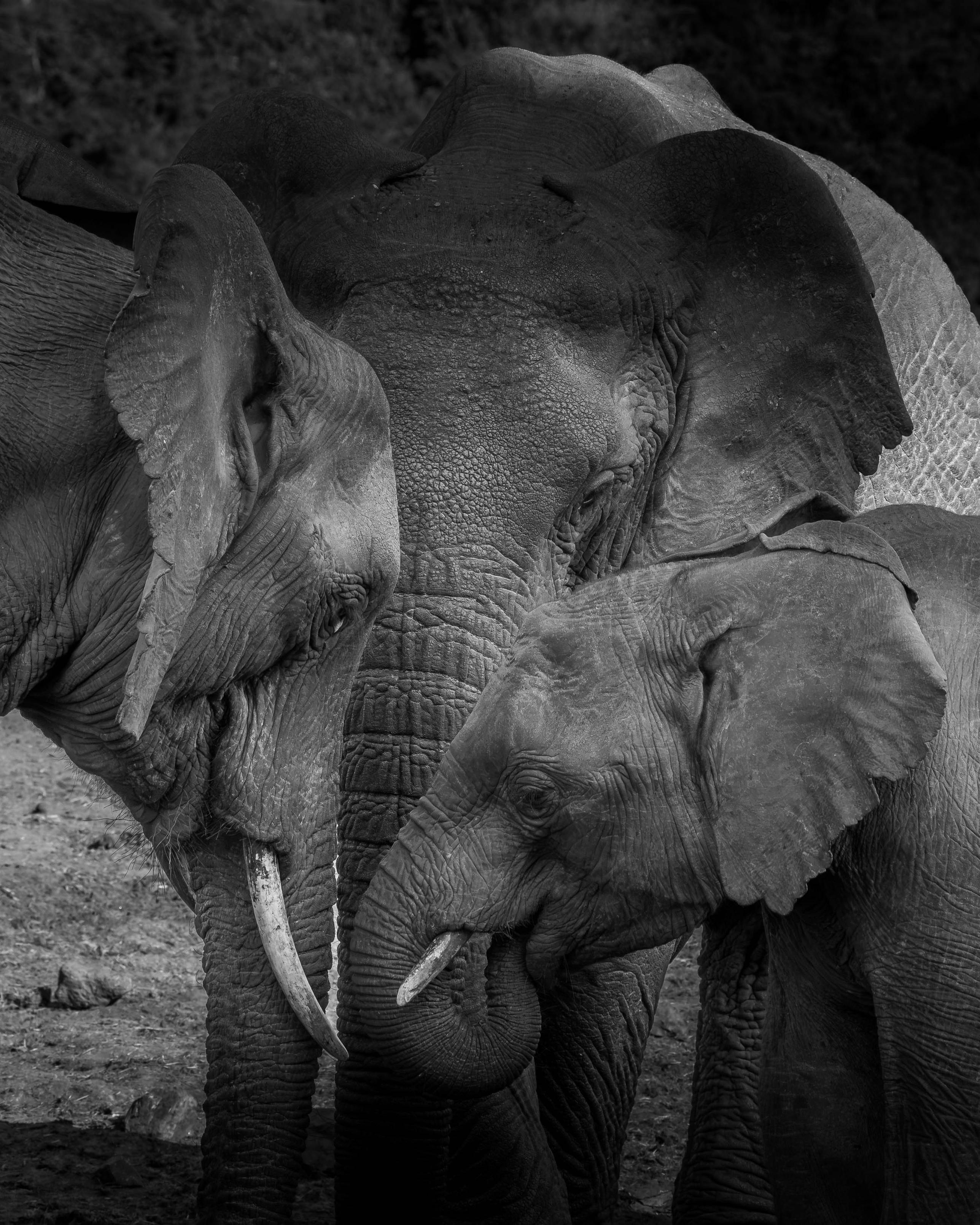 A group of three elephants, including a baby elephant, is interacting closely in a black and white setting, highlighting their textures and details.