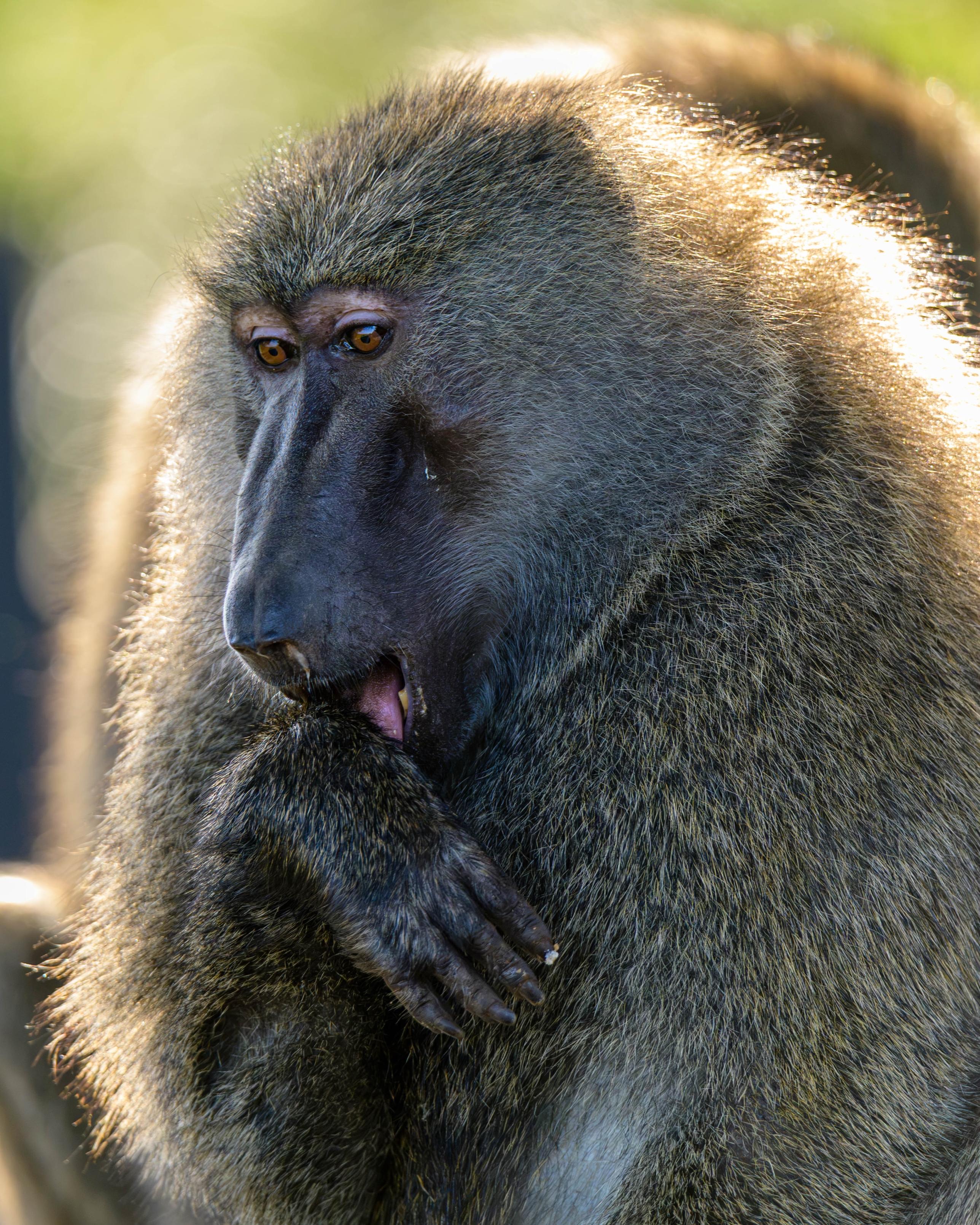 A close-up of a baboon with a thoughtful expression, resting its chin on its hand, surrounded by a blurred natural background.