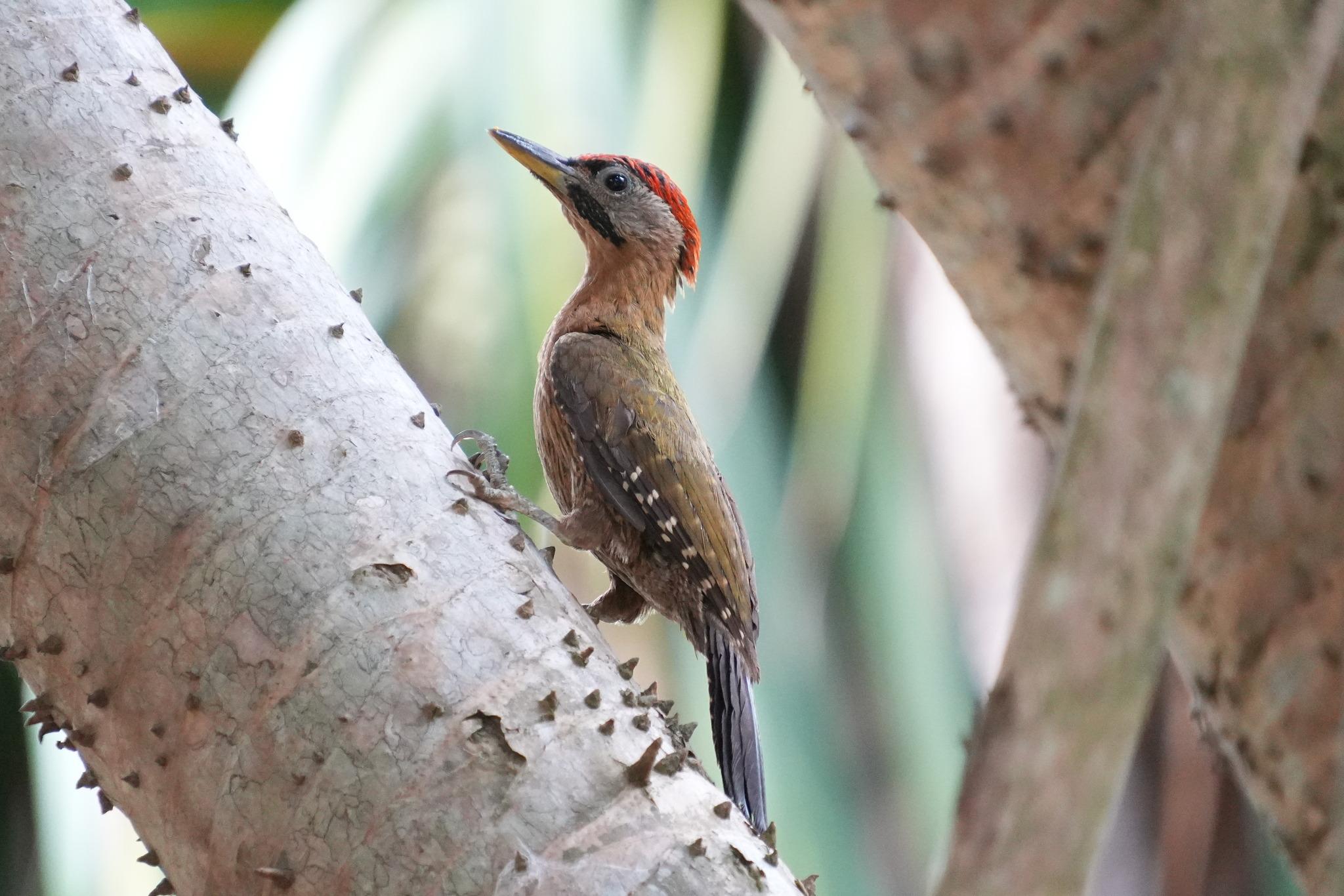 A bird with olive-green upperparts, a black tail and a red crown. The underside is brownish. Its tail is olive and braced against the tree trunk.