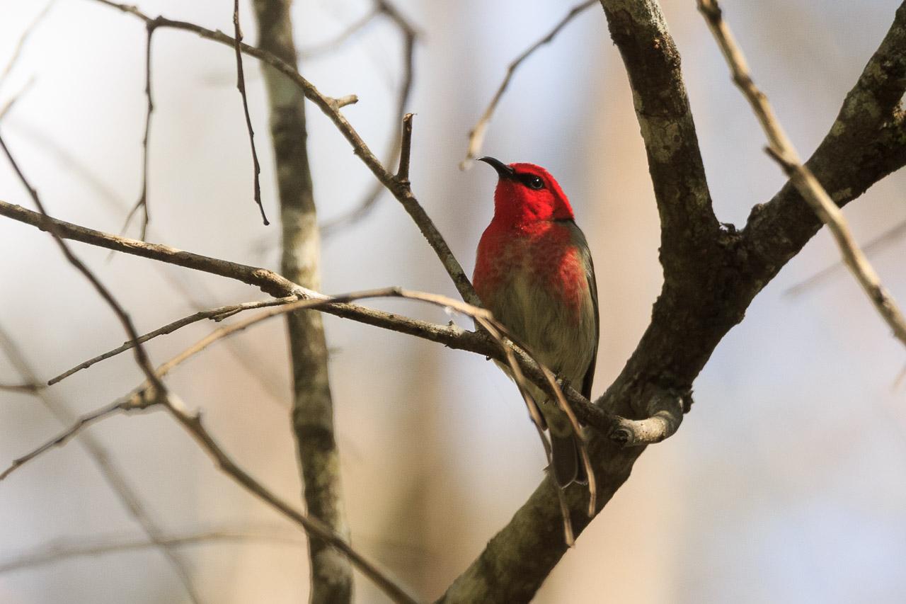 A small bird with a thin curved beak sitting in a small tree. It had a bright red (scarlet) head and shoulders, dark wings (not seen) and grey underside.