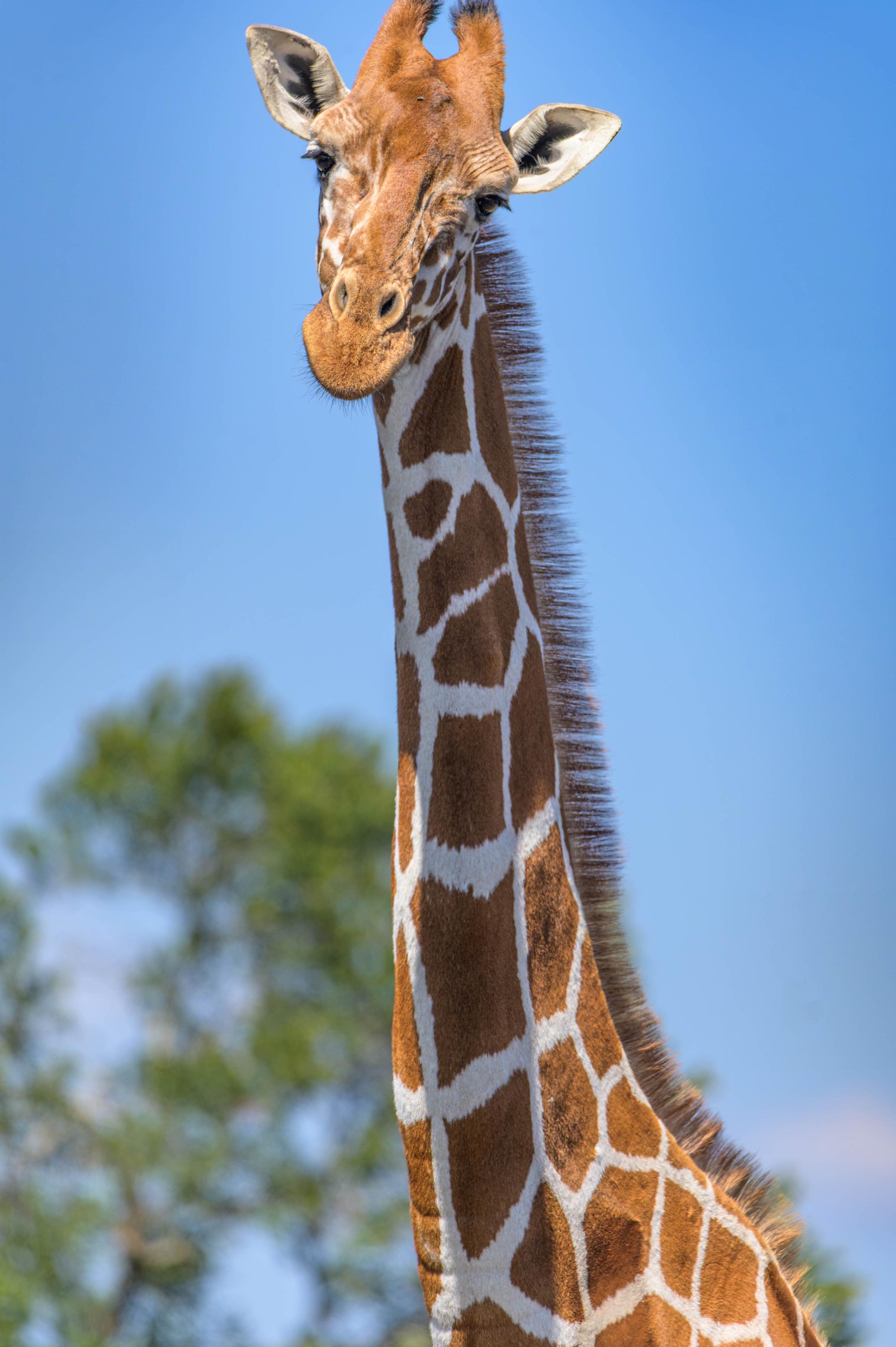A close-up of a giraffe's head and neck against a blue sky, showcasing its distinctive spotted pattern and tall stature.
