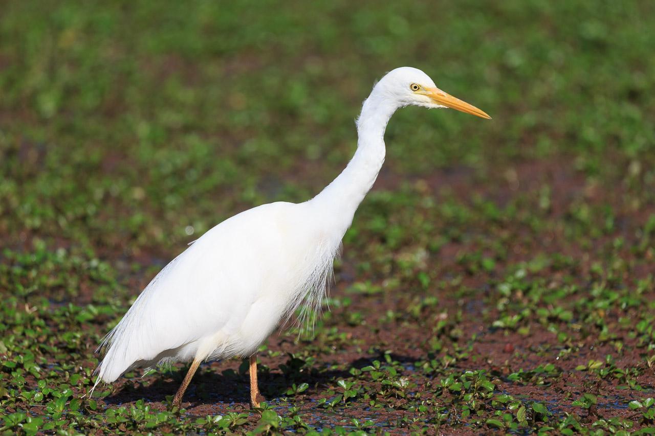 A Plumed Egret in the morning sun. Its namesake plumes can be seen hanging from its breast. It is standing in water covered in an aquatic foliage in shades of red and green.